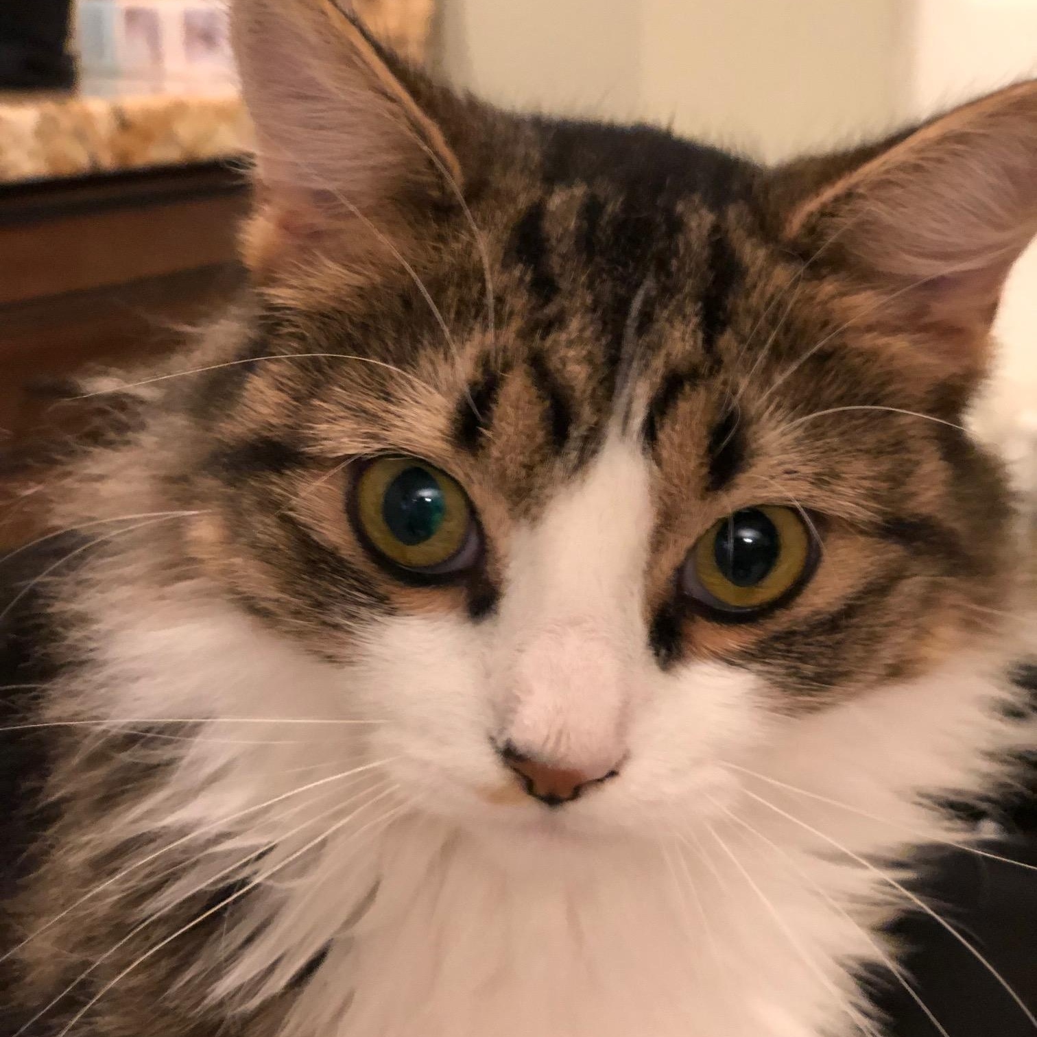 Enlarge Luna, a Adoptable Domestic Long Hair in Closter, NJ image 1/6