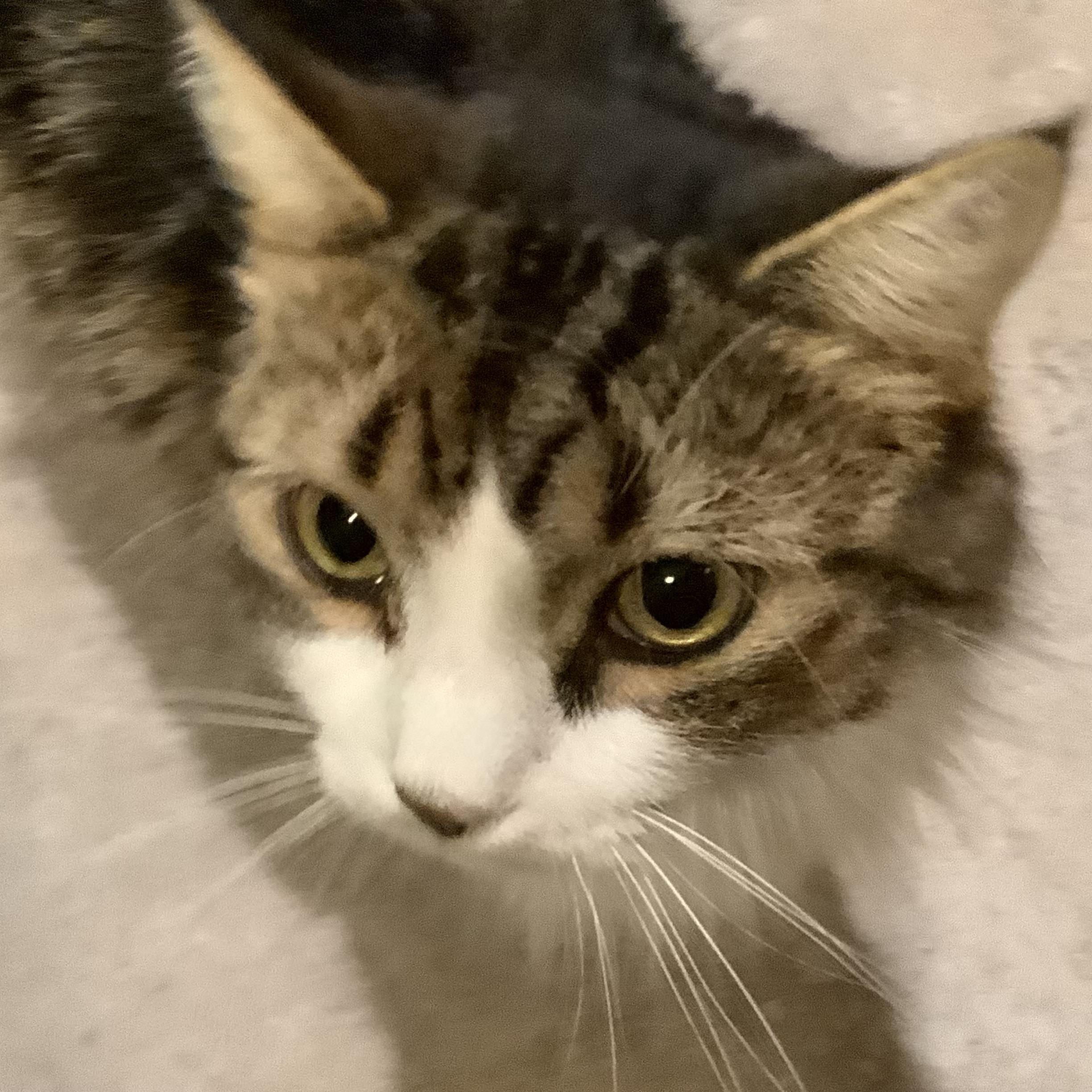 Enlarge Luna, a Adoptable Domestic Long Hair in Closter, NJ image 3/6