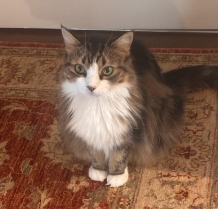 Enlarge Luna, a Adoptable Domestic Long Hair in Closter, NJ image 4/6