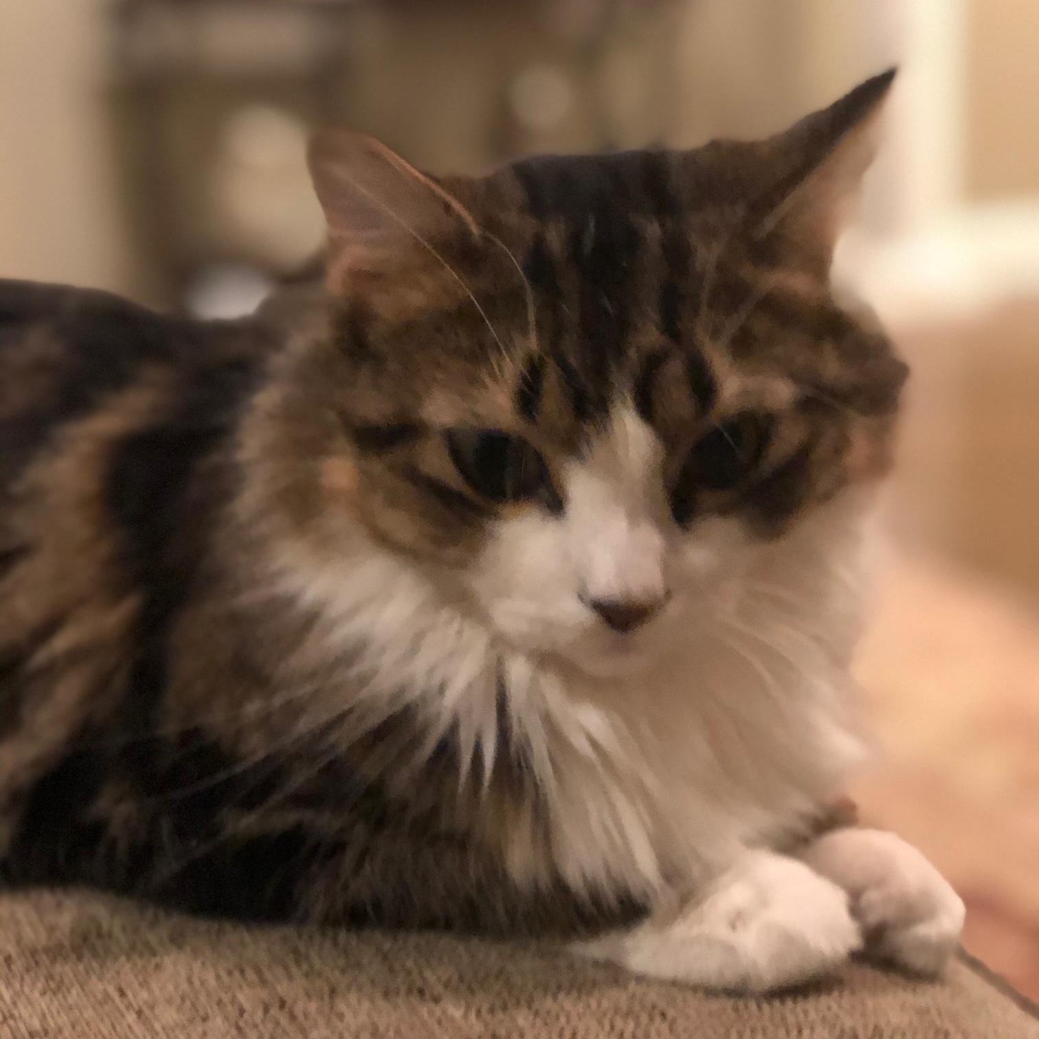 Enlarge Luna, a Adoptable Domestic Long Hair in Closter, NJ image 2/6