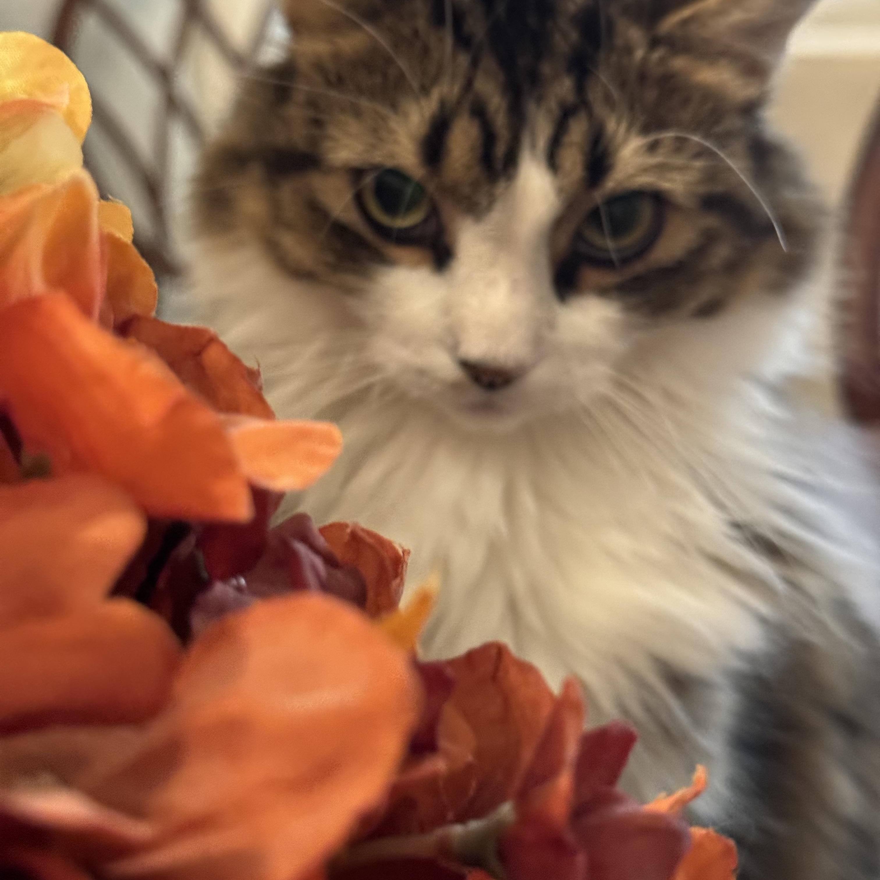 Enlarge Luna, a Adoptable Domestic Long Hair in Closter, NJ image 5/6
