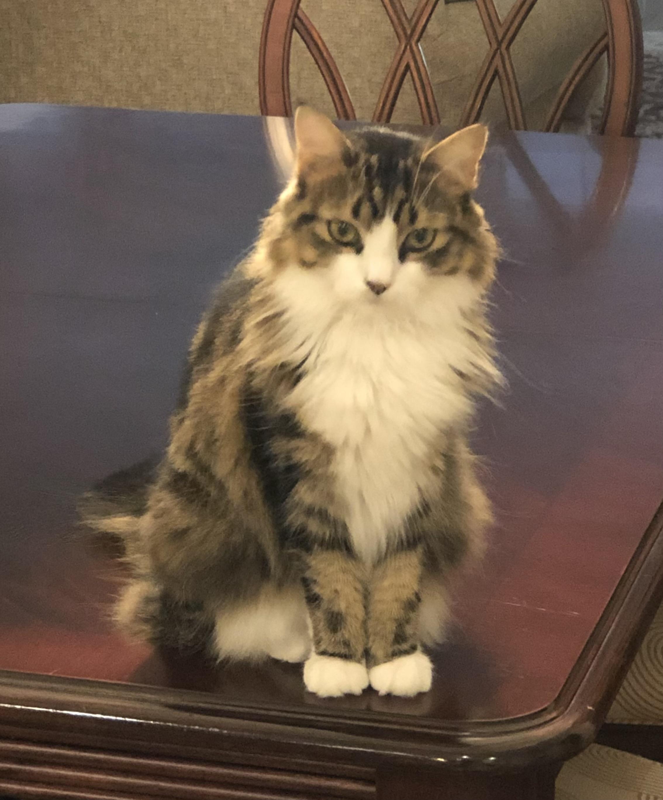 Enlarge Luna, a Adoptable Domestic Long Hair in Closter, NJ image 6/6