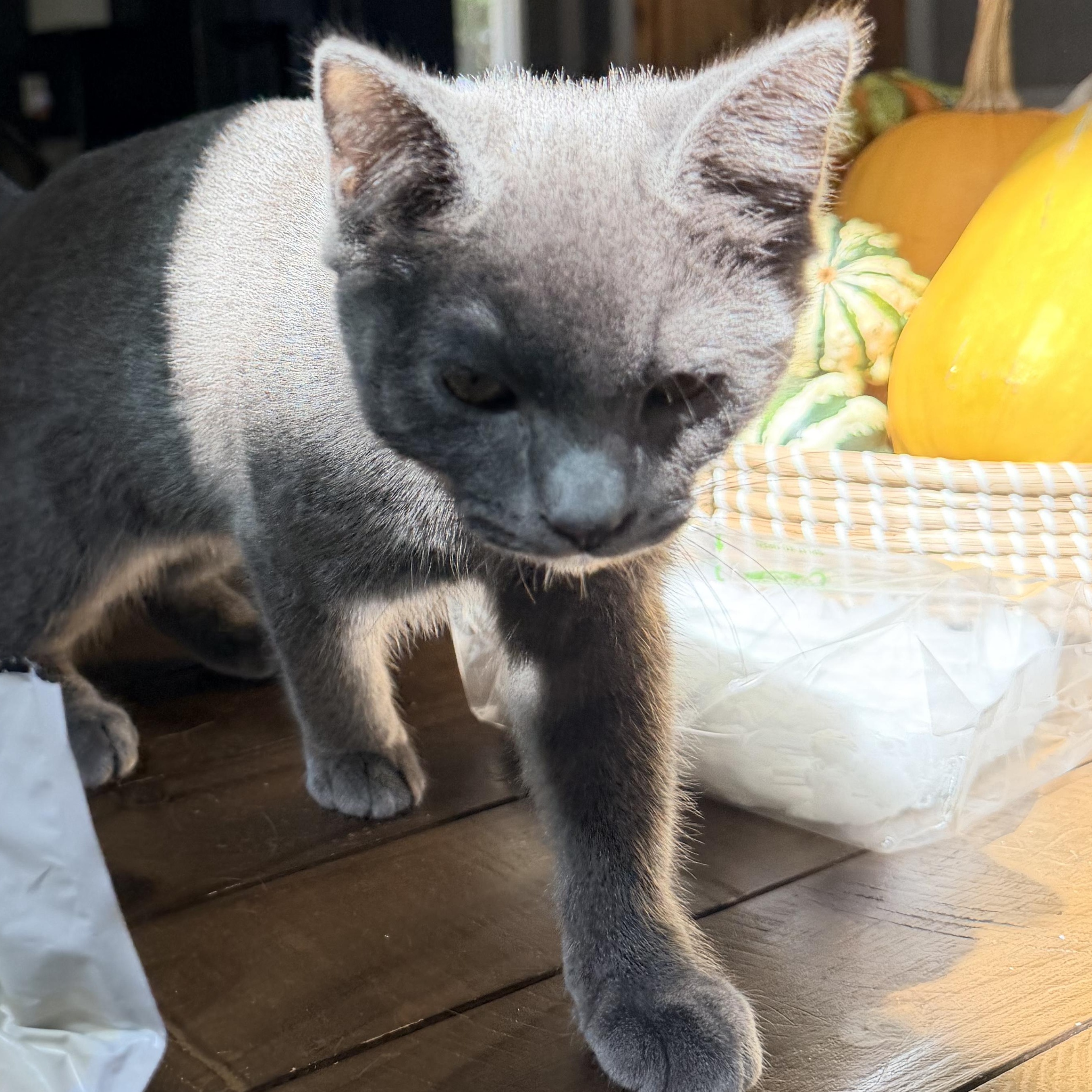 Enlarge Sassafrass, a Adoptable Domestic Short Hair in Nashville, TN image 3/5