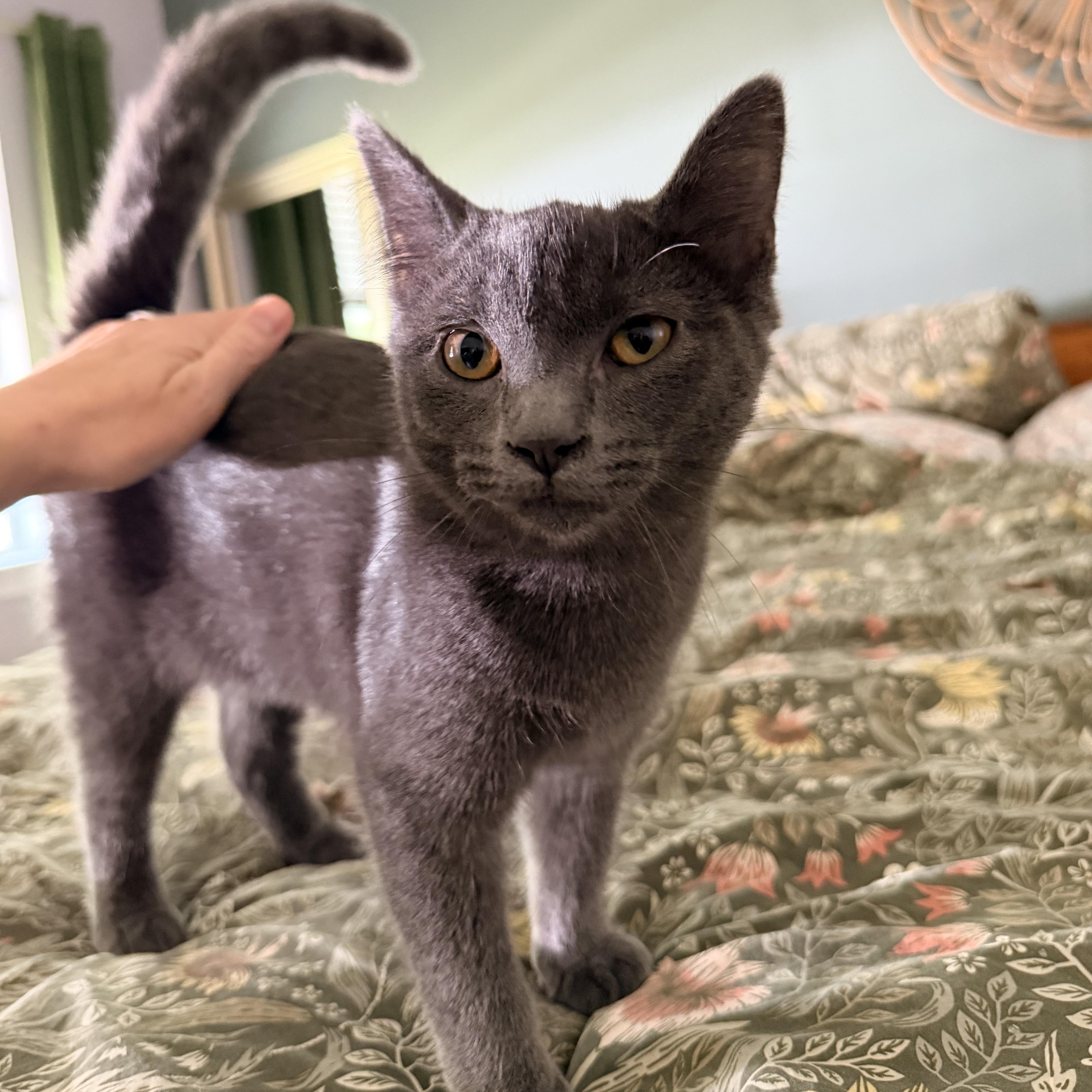 Enlarge Sassafrass, a Adoptable Domestic Short Hair in Nashville, TN image 1/5
