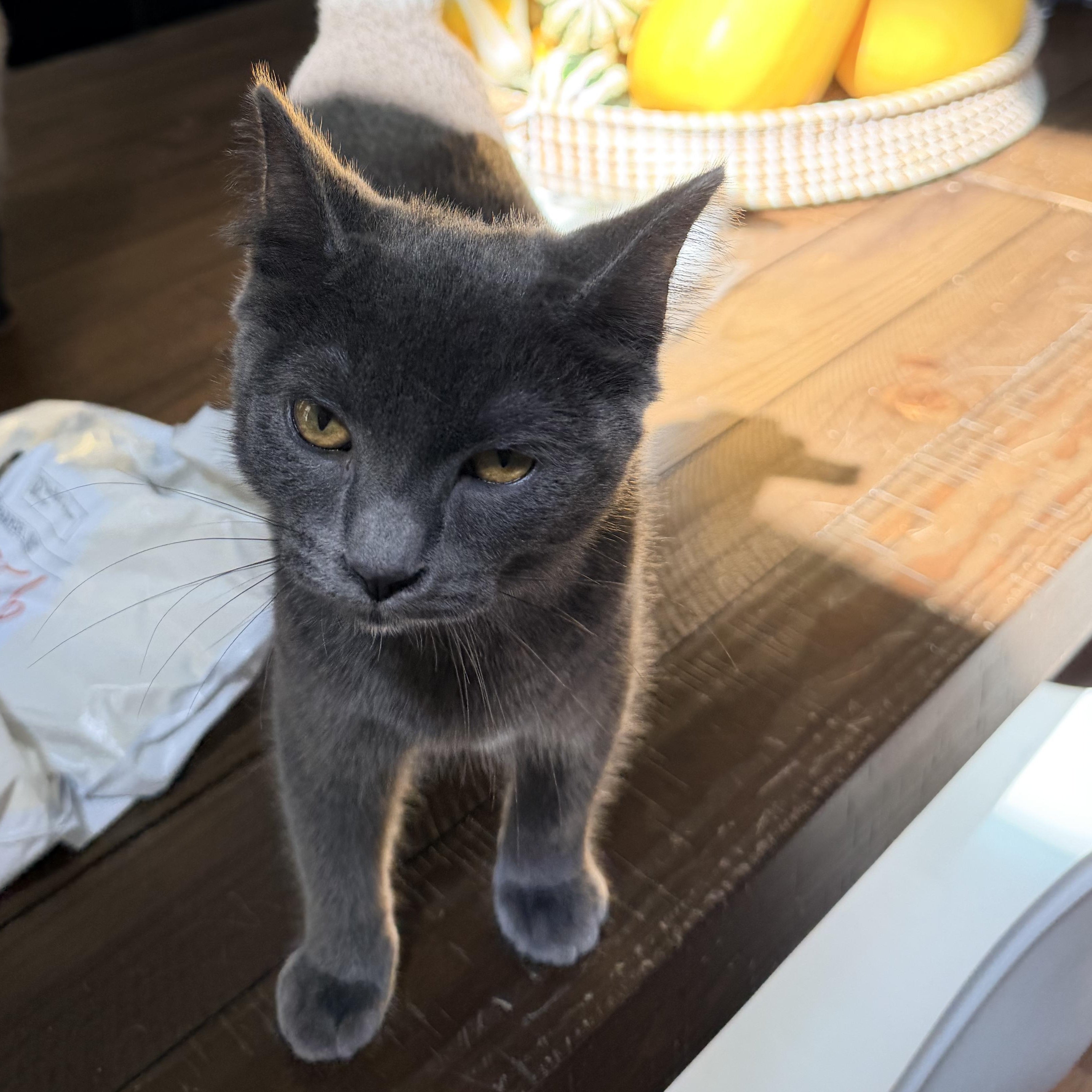 Enlarge Sassafrass, a Adoptable Domestic Short Hair in Nashville, TN image 4/5