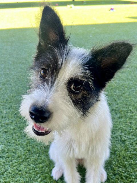 MONCHI, Adoptable, Puppy Female Jack Russell Terrier.