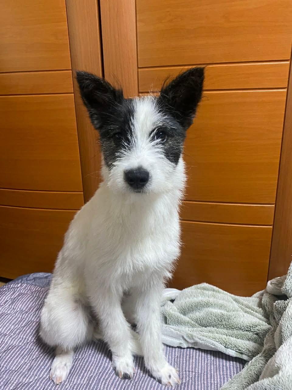 MONCHI, Adoptable, Puppy Female Jack Russell Terrier.