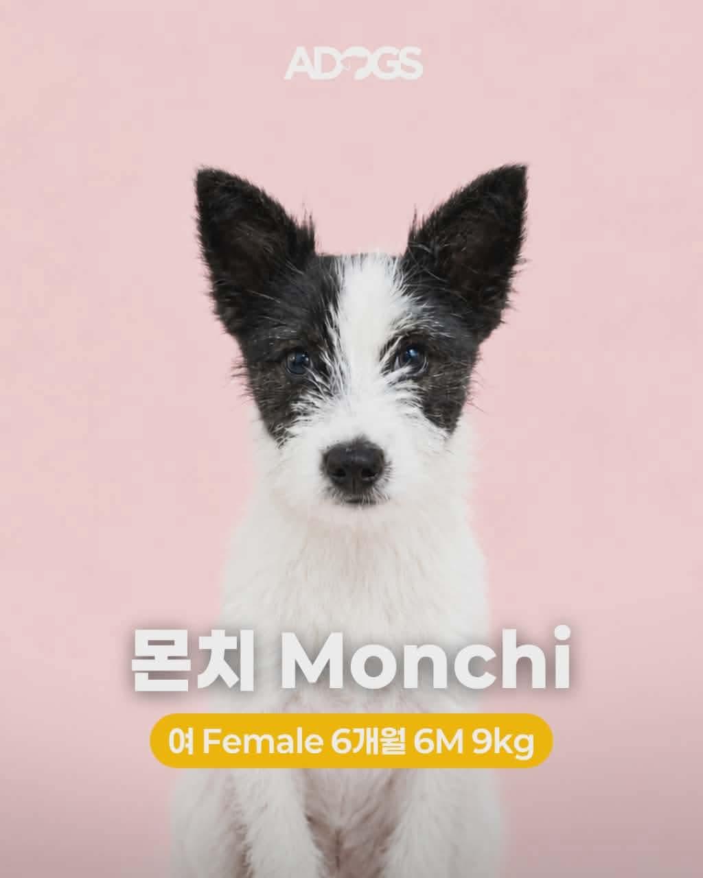 Enlarge MONCHI, a Adoptable Jack Russell Terrier in Agoura Hills, CA image 2/2