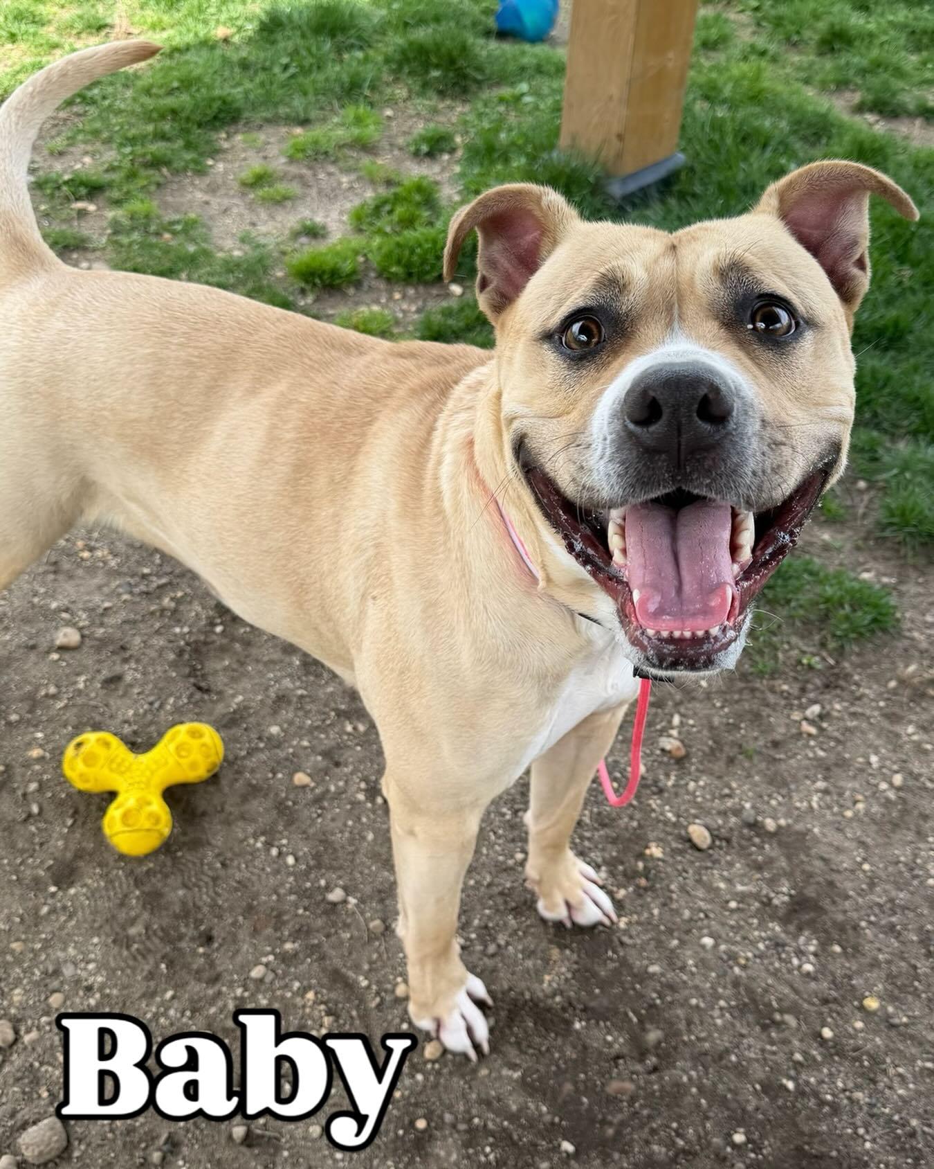 Baby Tag 303, ADOPTABLE, Young Female Pit Bull Terrier.