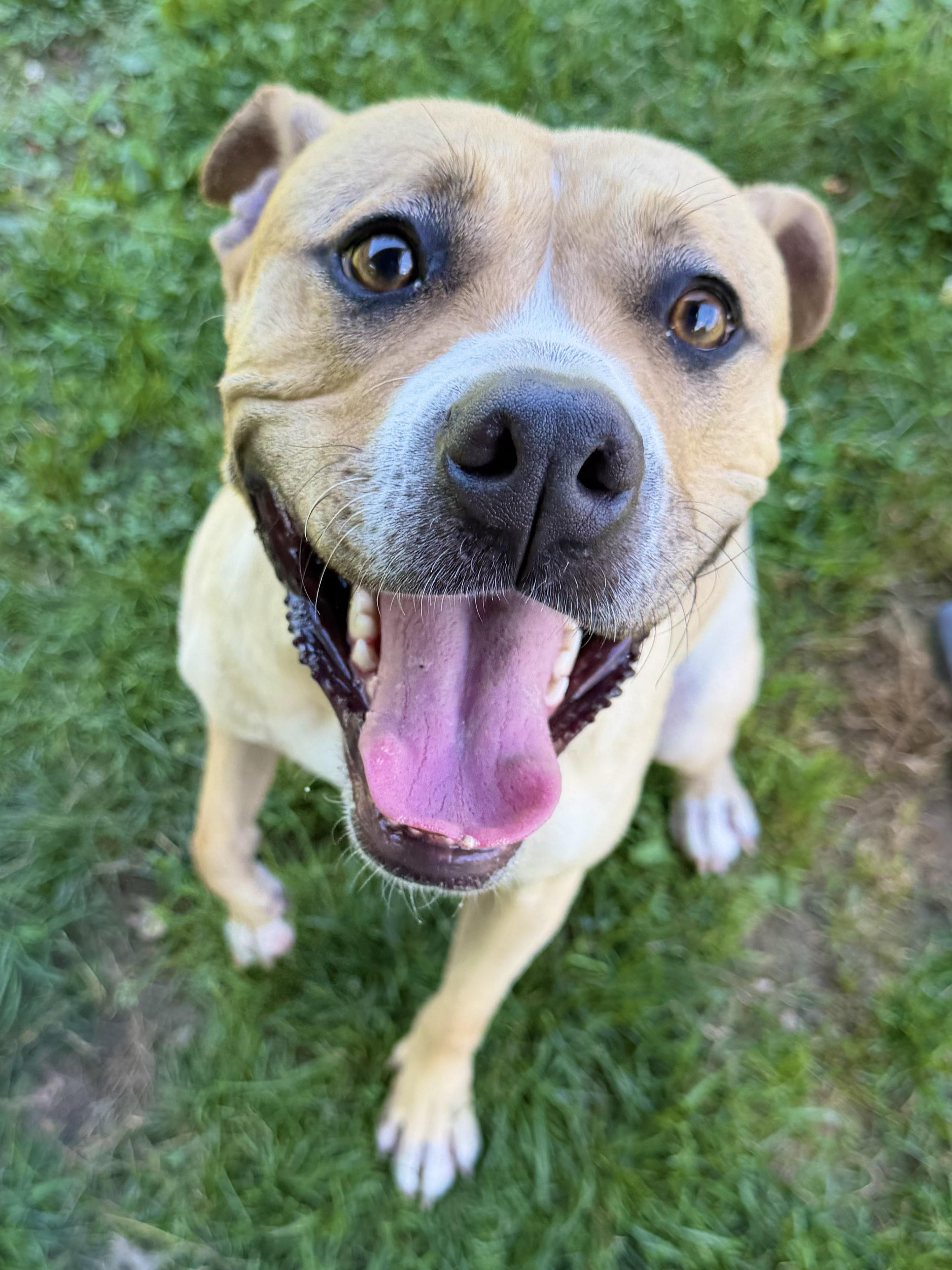 Enlarge Baby Tag 303, a Adoptable mixed breed in Central Islip, NY image 1/2