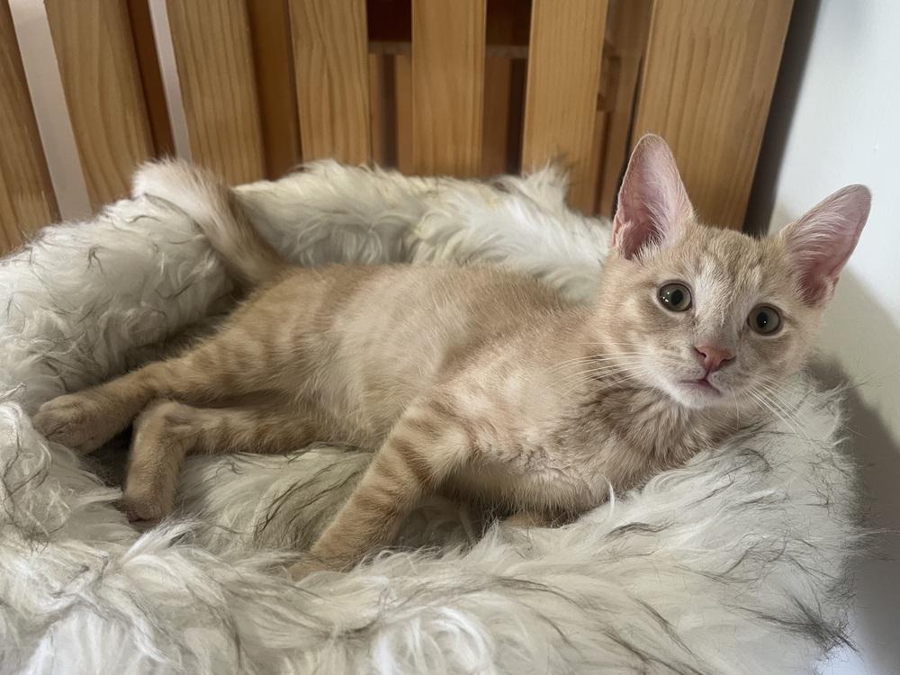 Neptune, Adoptable, Kitten Male Domestic Short Hair.