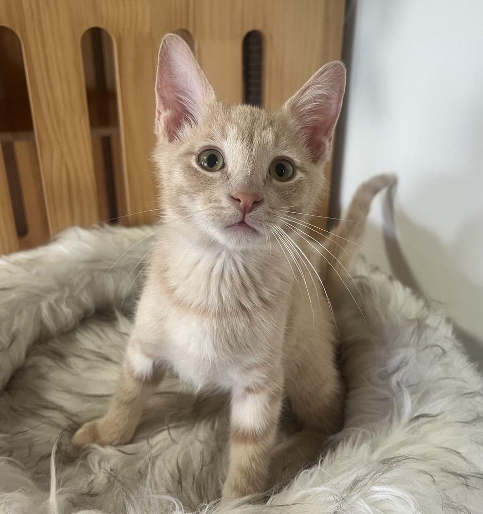 Neptune, a Adoptable mixed breed in Vienna , VA image 2/6