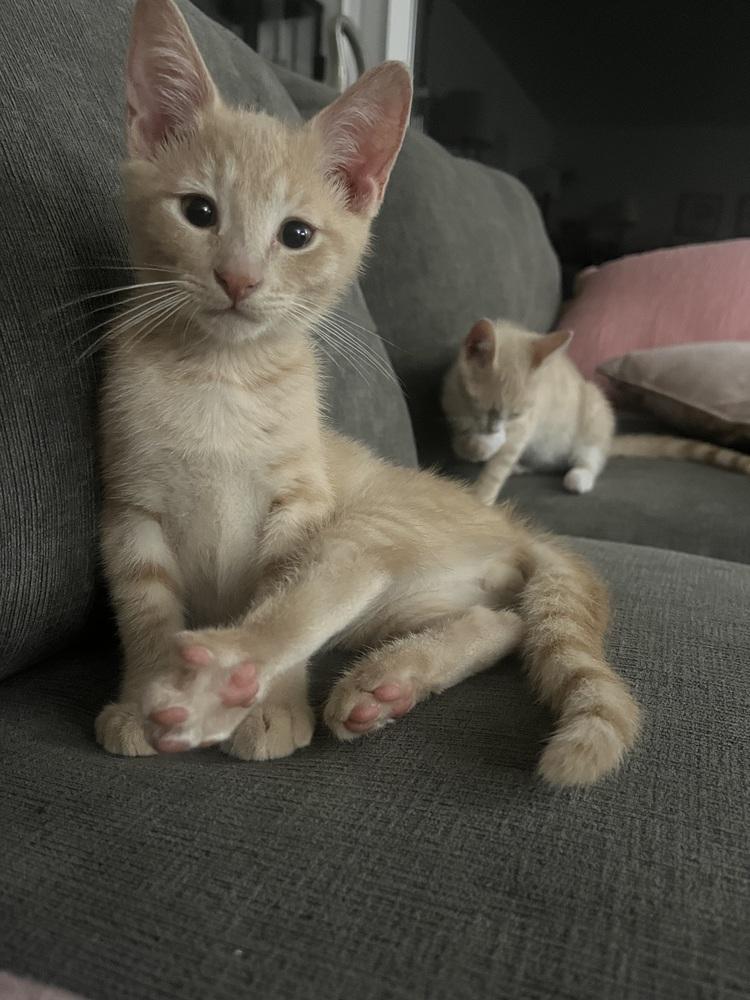 Neptune, a Adoptable mixed breed in Vienna , VA image 3/6