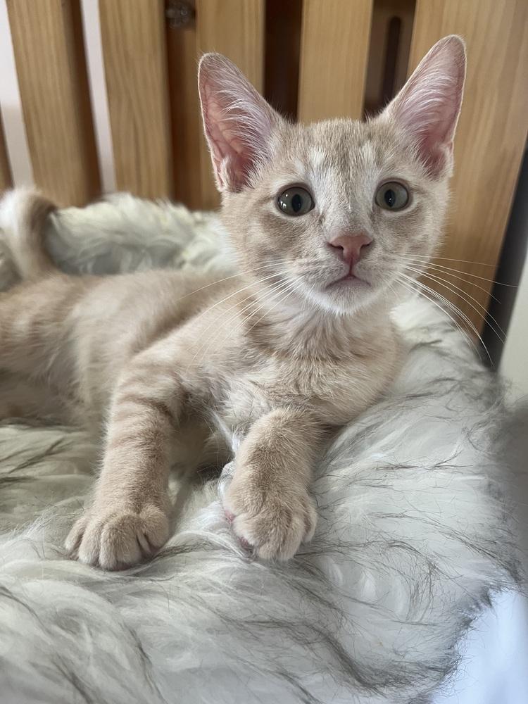 Neptune, a Adoptable mixed breed in Vienna , VA image 4/6