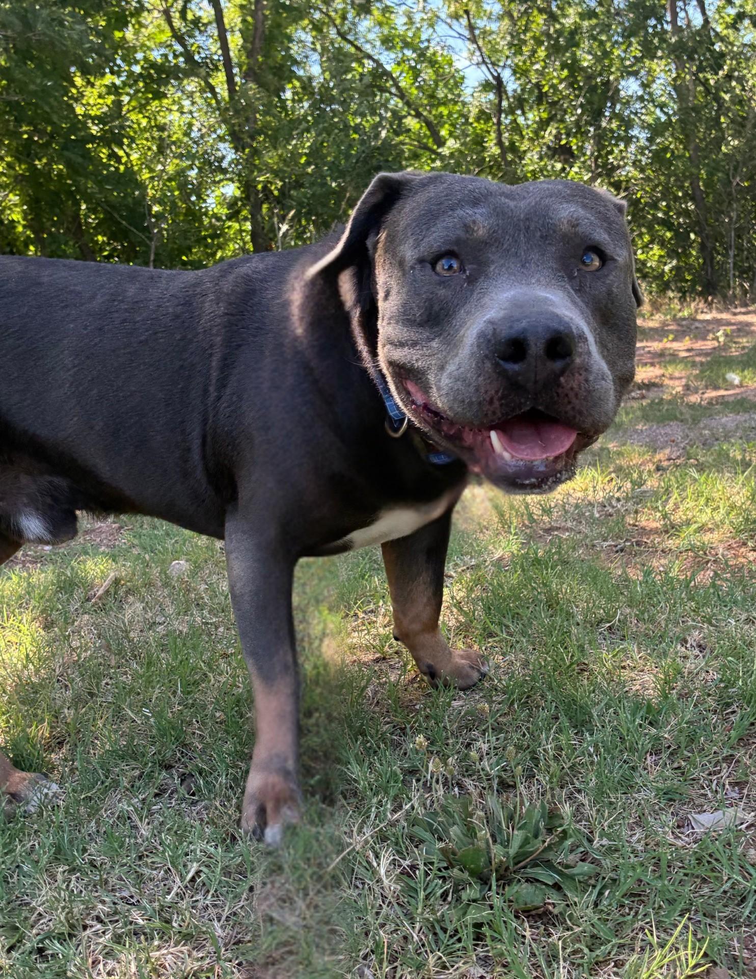 Roscoe, an adopted American Staffordshire Terrier in Oklahoma City, OK image 3/5