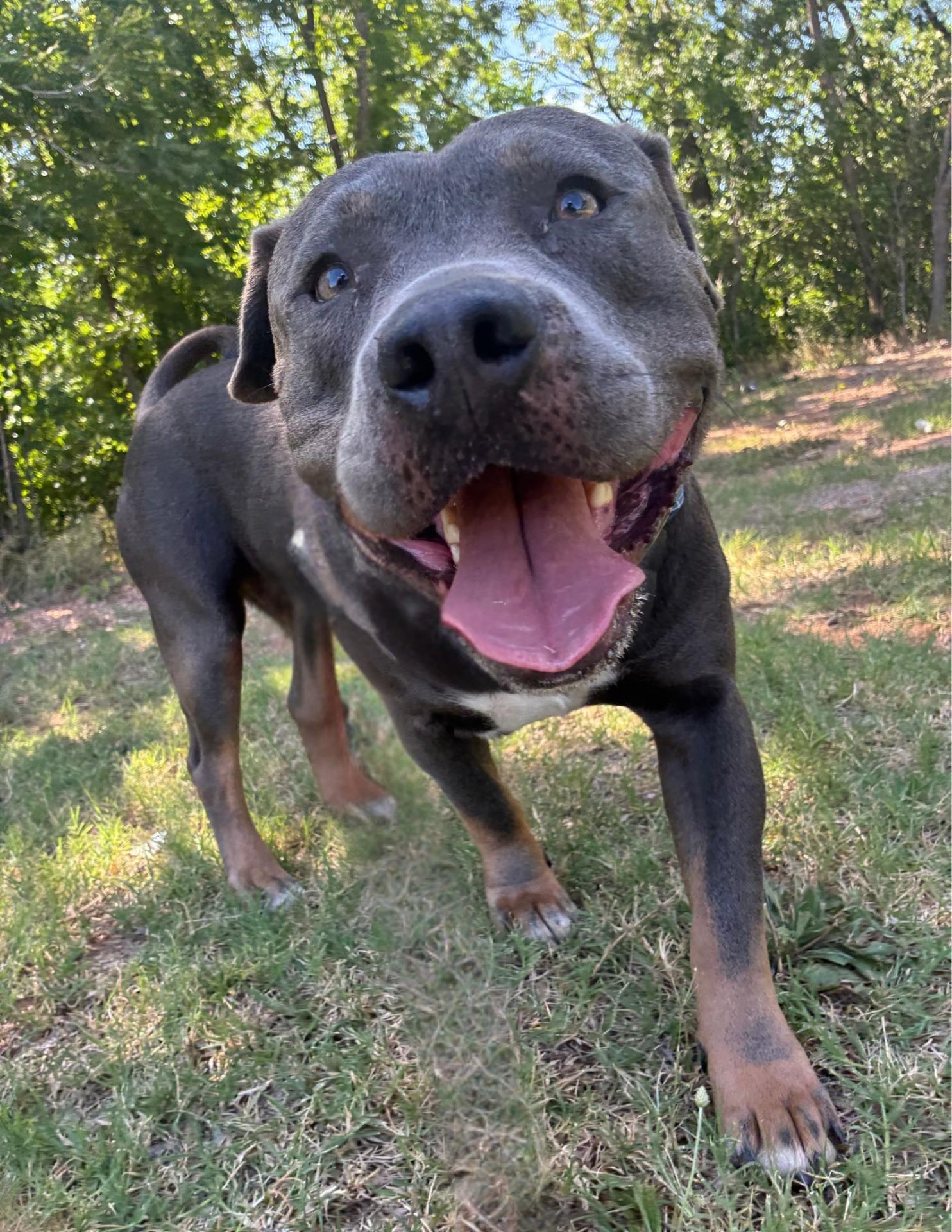 Roscoe, an adopted American Staffordshire Terrier in Oklahoma City, OK image 1/5