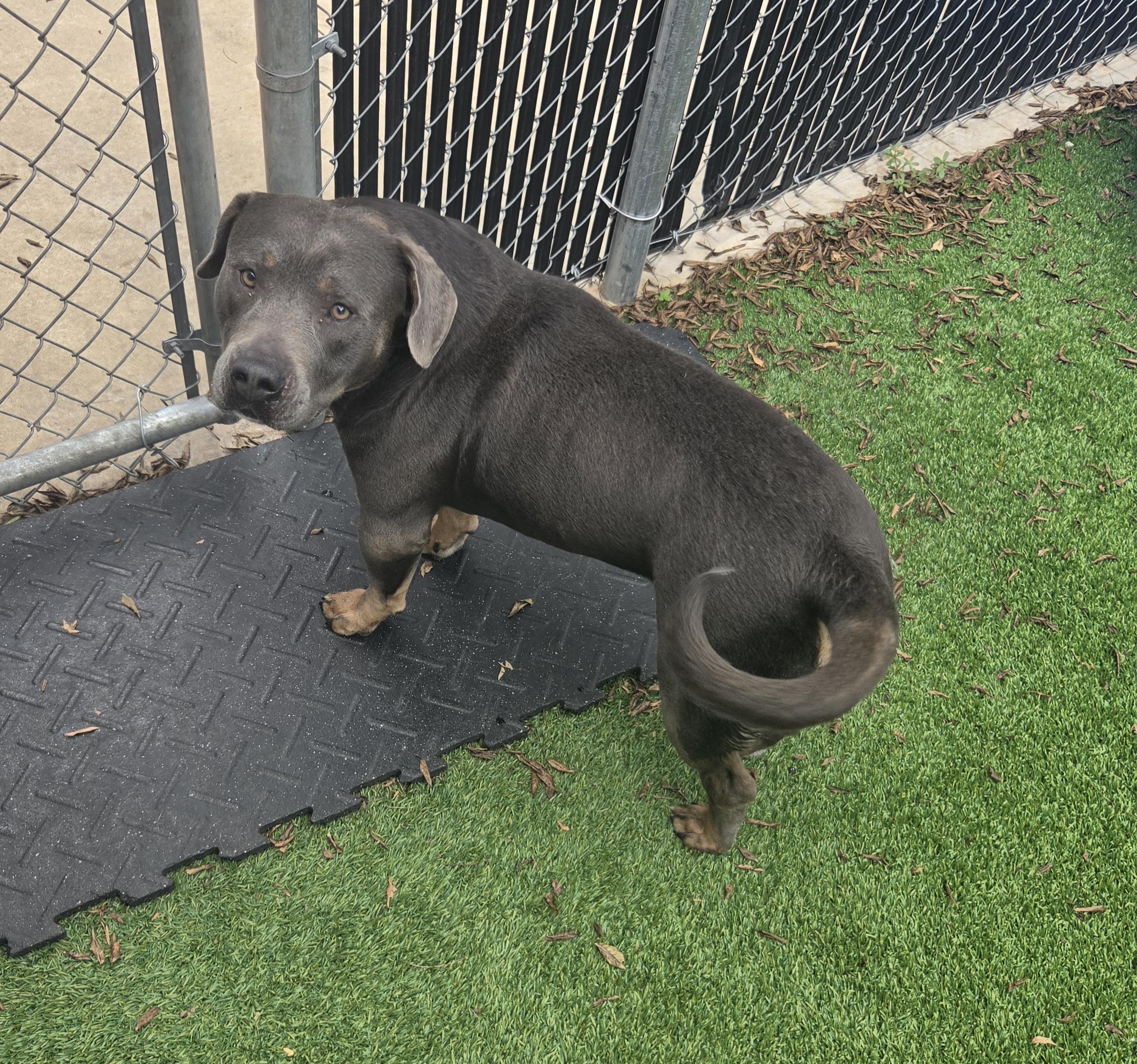 Roscoe, an adopted American Staffordshire Terrier in Oklahoma City, OK image 2/5