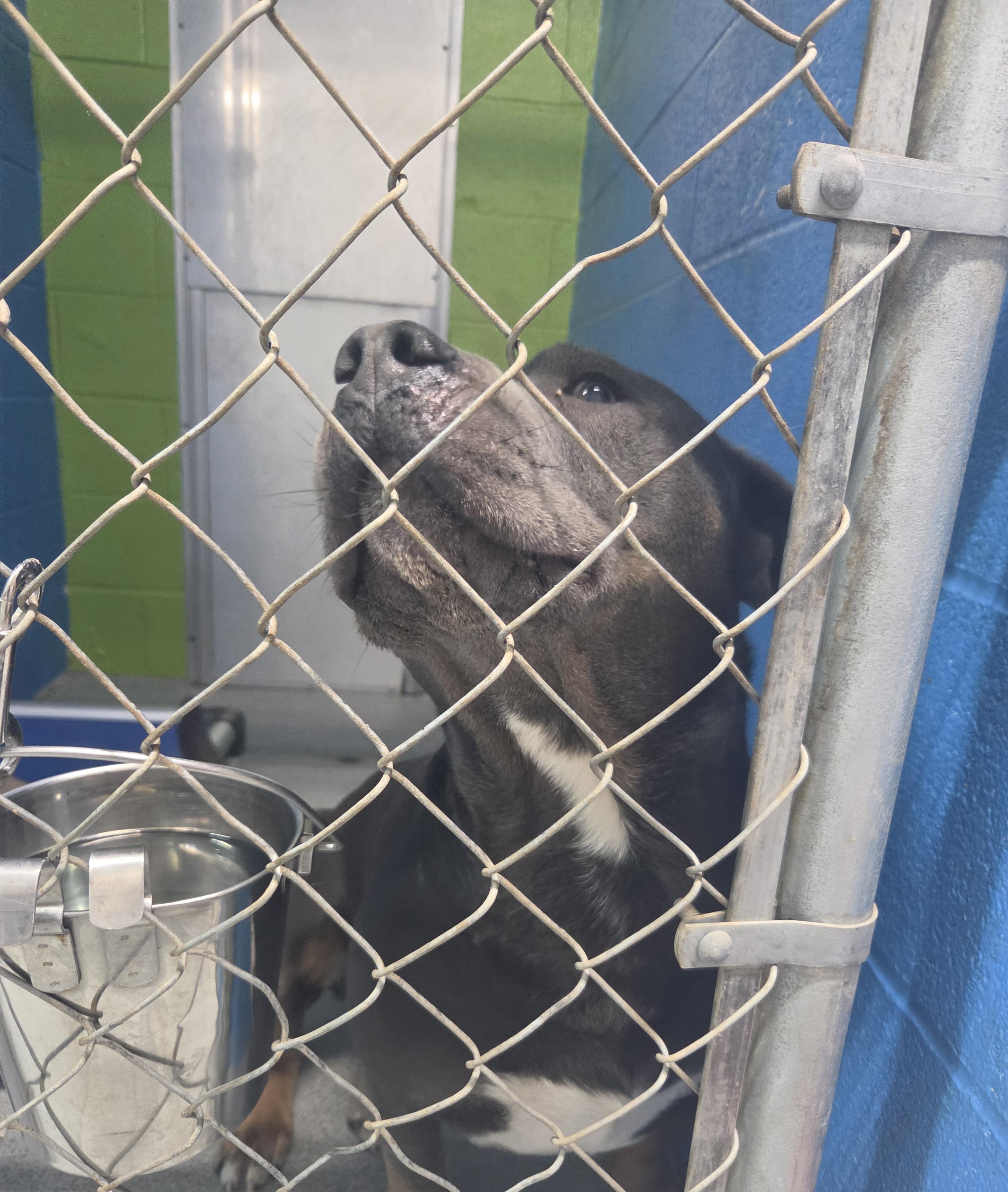 Roscoe, an adopted American Staffordshire Terrier in Oklahoma City, OK image 5/5