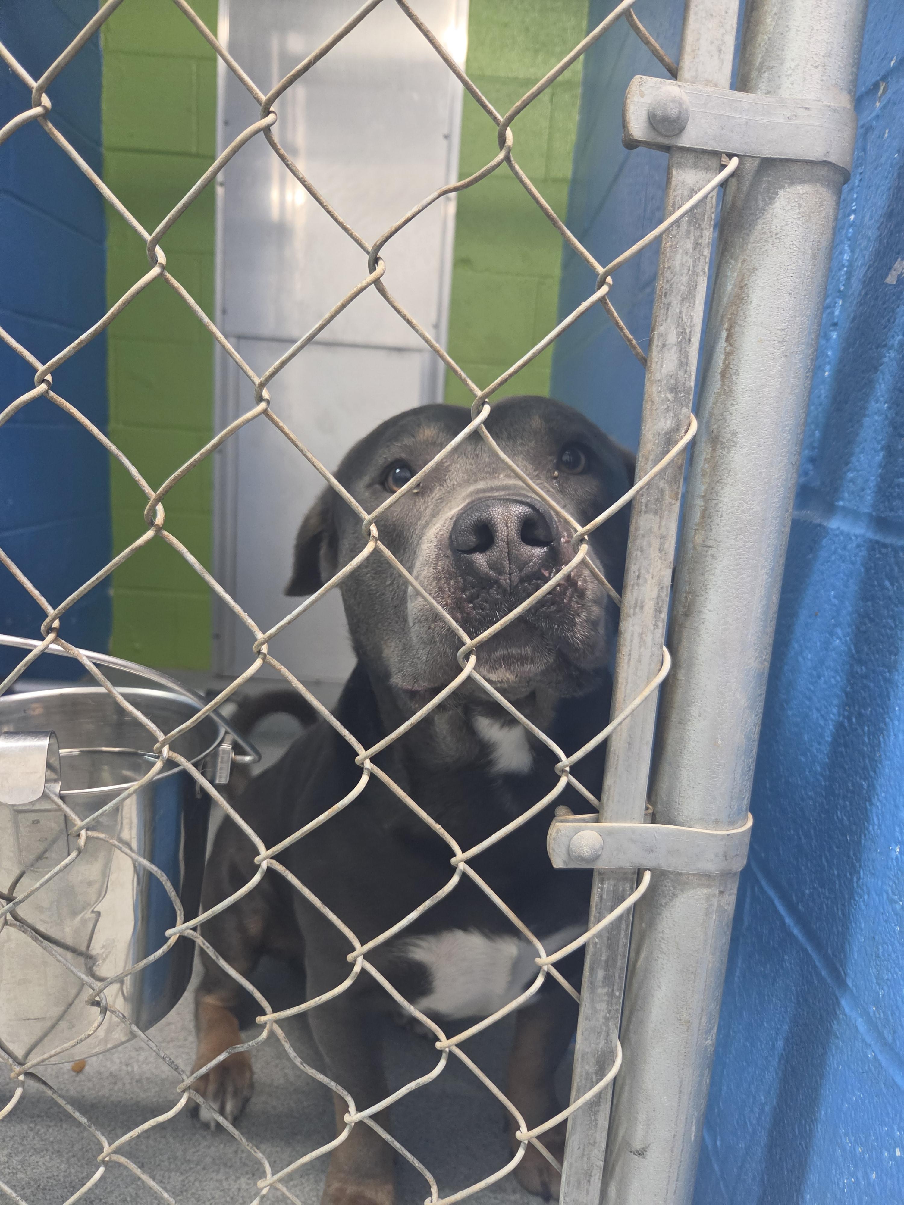 Roscoe, an adopted American Staffordshire Terrier in Oklahoma City, OK image 4/5