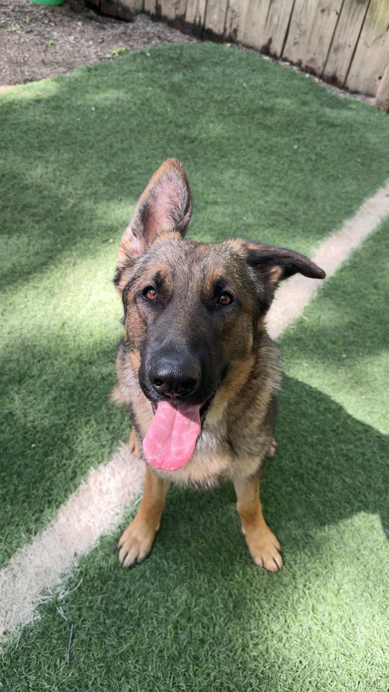 Duke, a Adopted German Shepherd Dog in Leavenworth, KS image 1/2