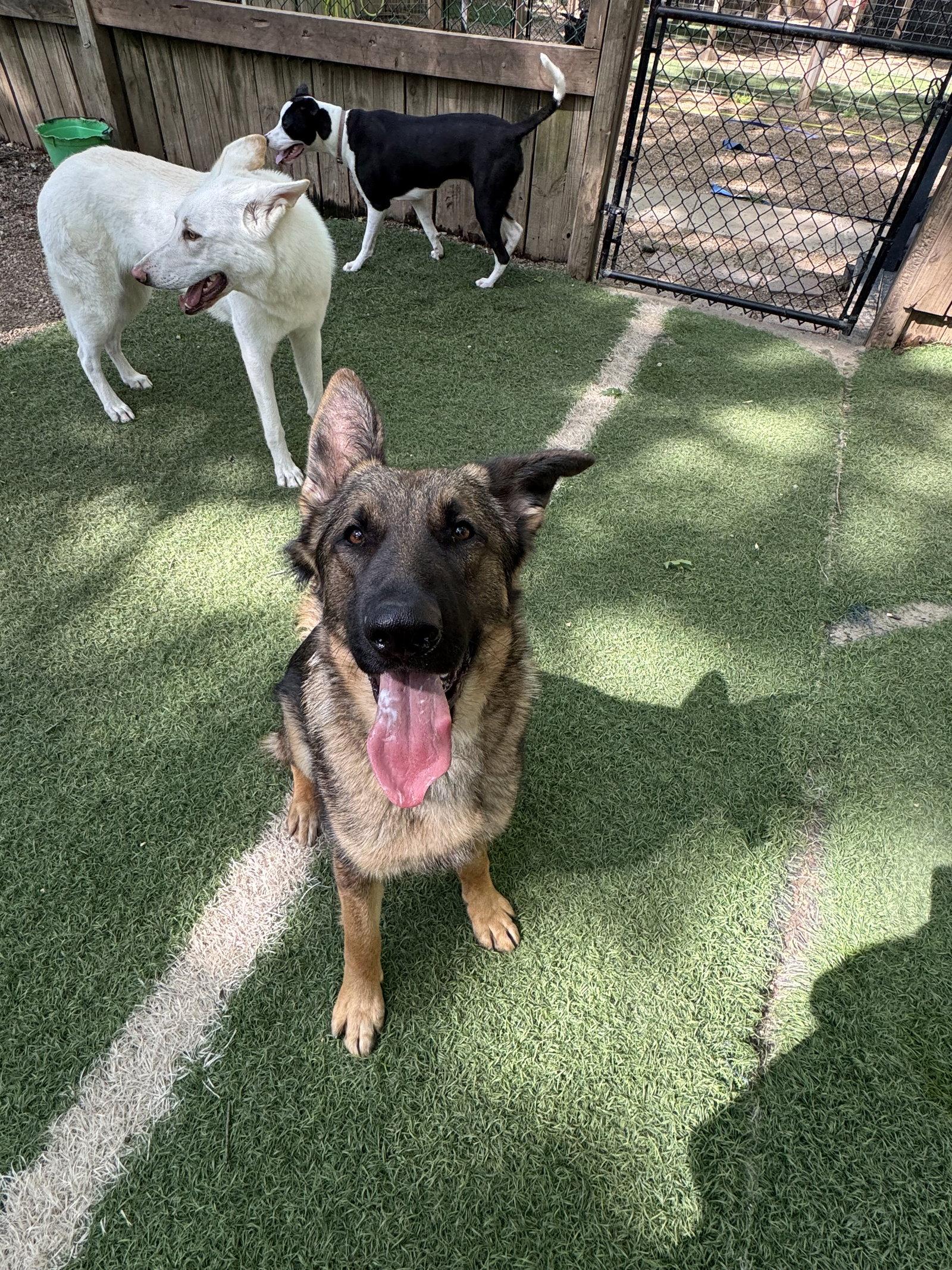Duke, a Adopted German Shepherd Dog in Leavenworth, KS image 2/2