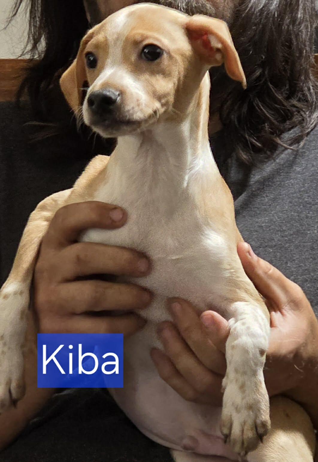 Enlarge Kiba, a Adoptable Chihuahua in Minneapolis, MN image 1/1