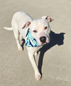 Snoopy, adopted, Young Male Pit Bull Terrier.