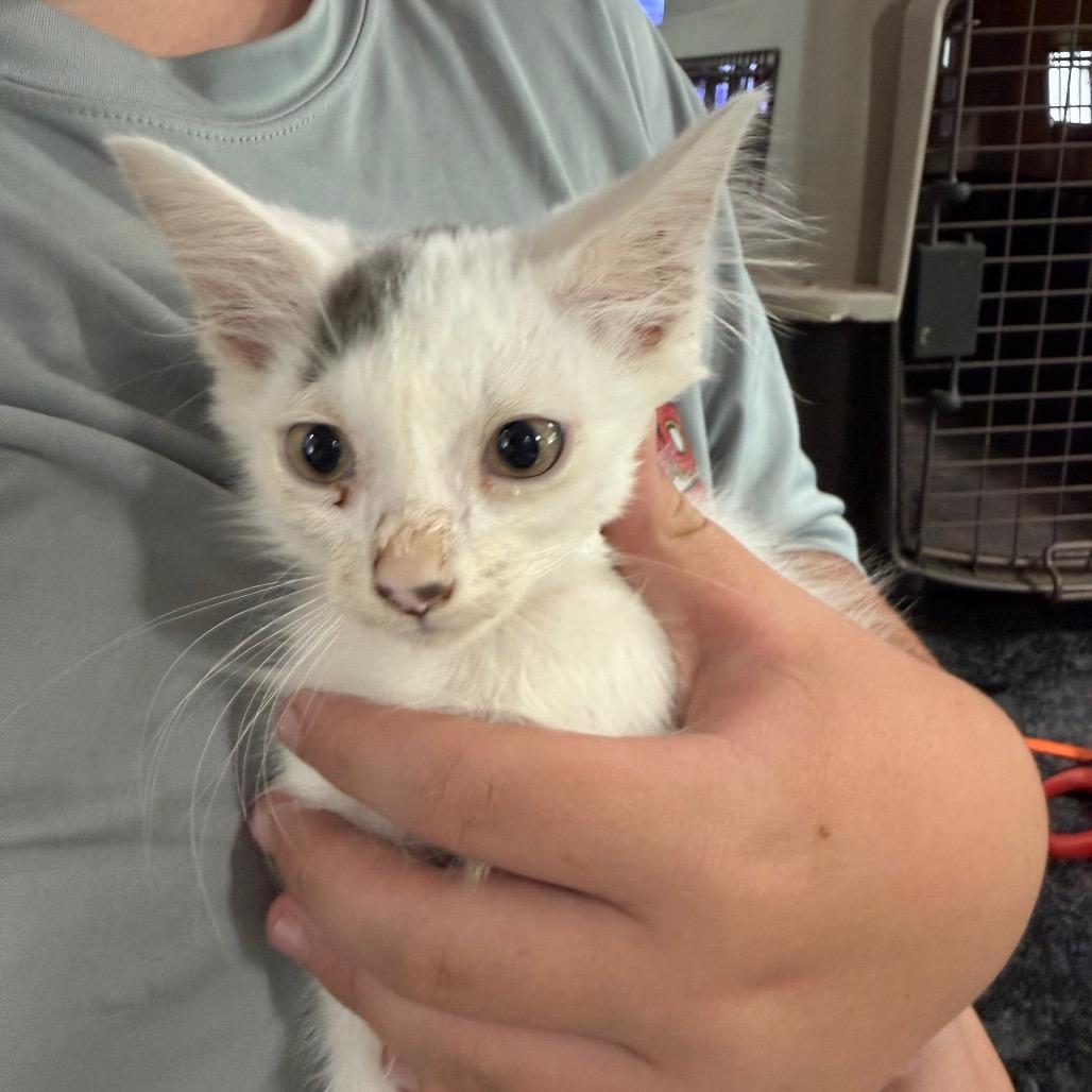 Enlarge White Kitten Four, a Adoptable Domestic Short Hair in Ferndale, WA image 1/1