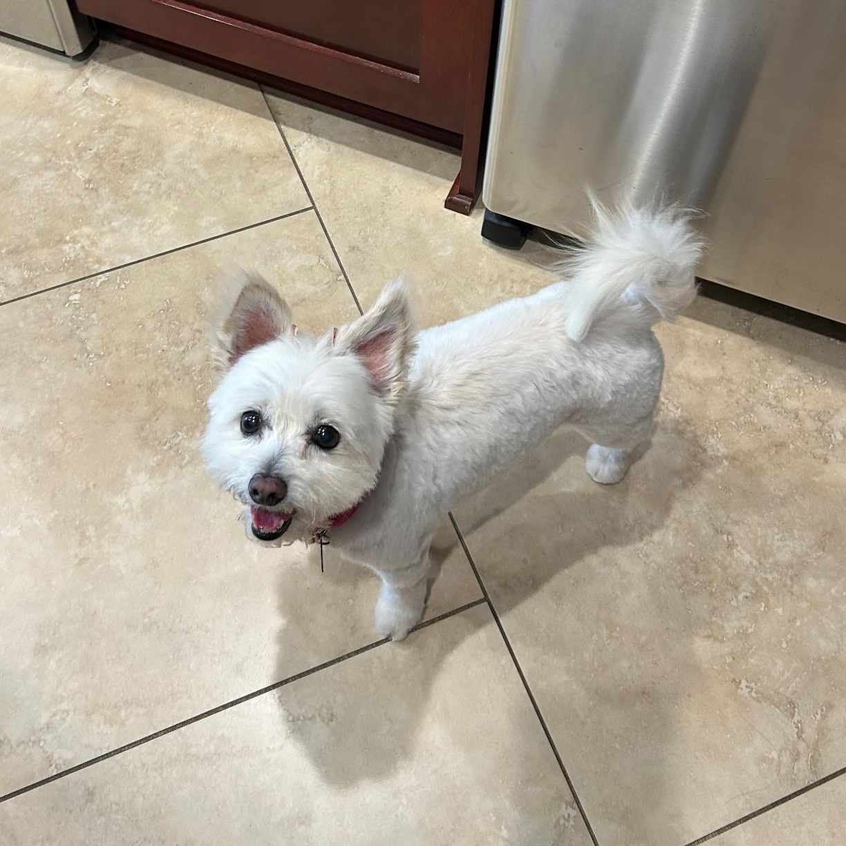 Enlarge Sophie, a Adoptable mixed breed in Los Angeles, CA image 3/6