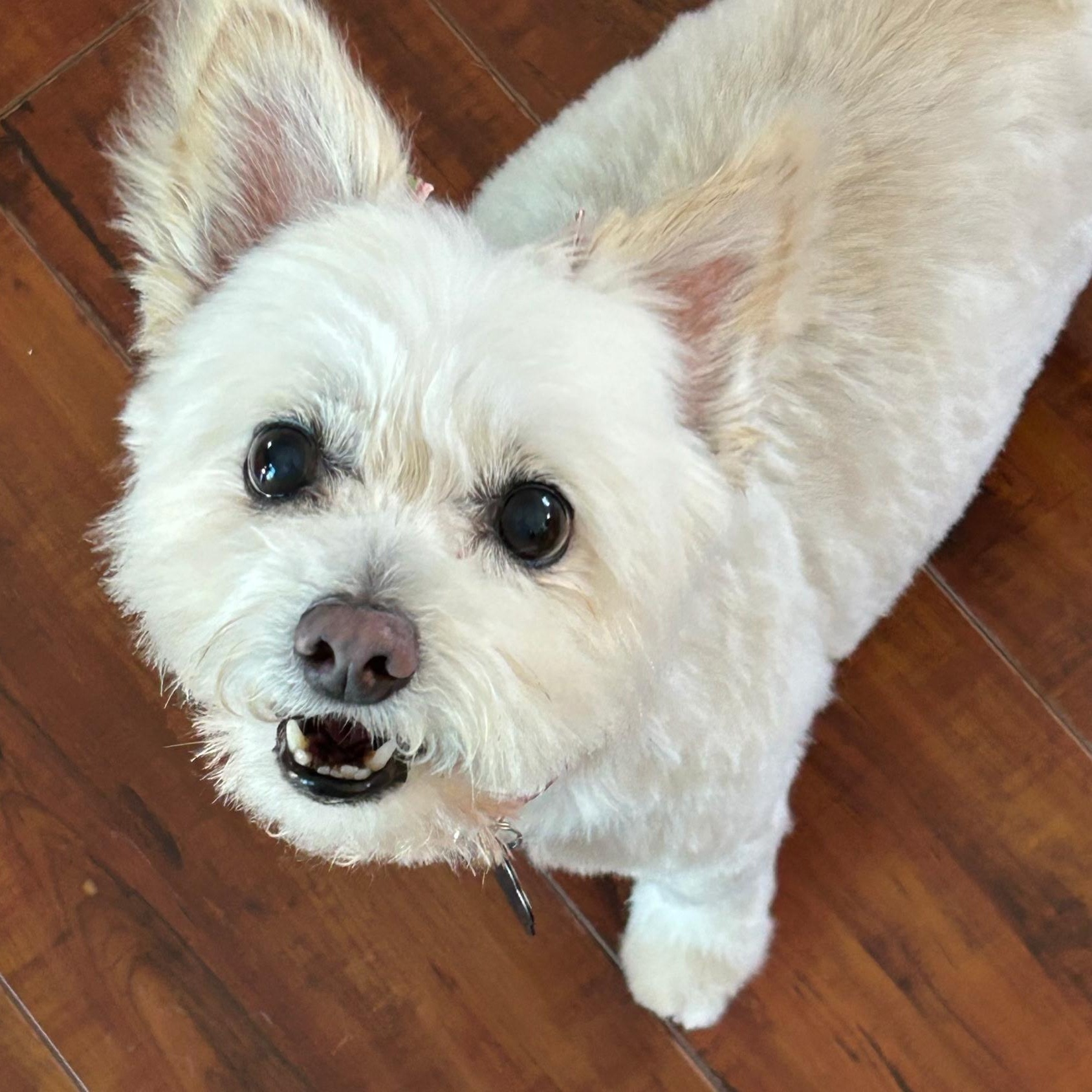 Sophie, Adoptable, Senior Female Maltese & West Highland White Terrier / Westie.