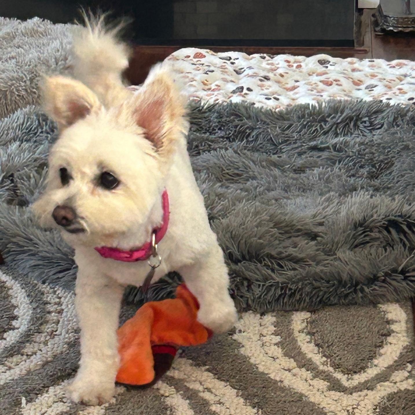 Enlarge Sophie, a Adoptable mixed breed in Los Angeles, CA image 5/6