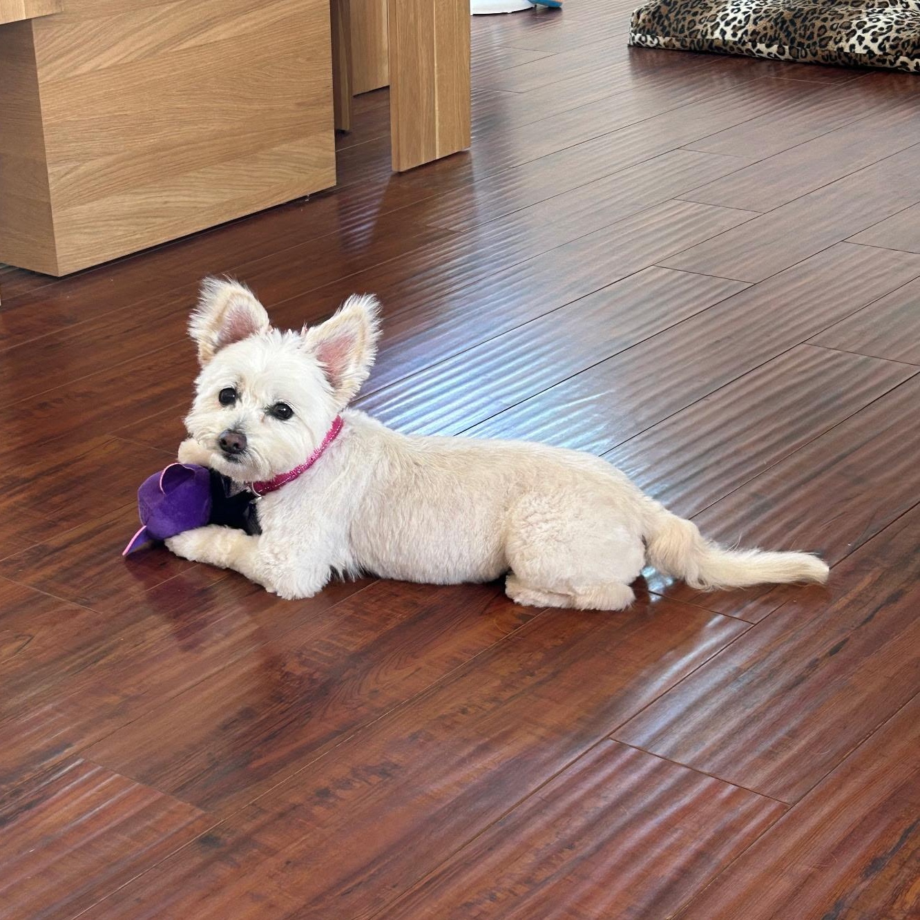 Enlarge Sophie, a Adoptable mixed breed in Los Angeles, CA image 6/6