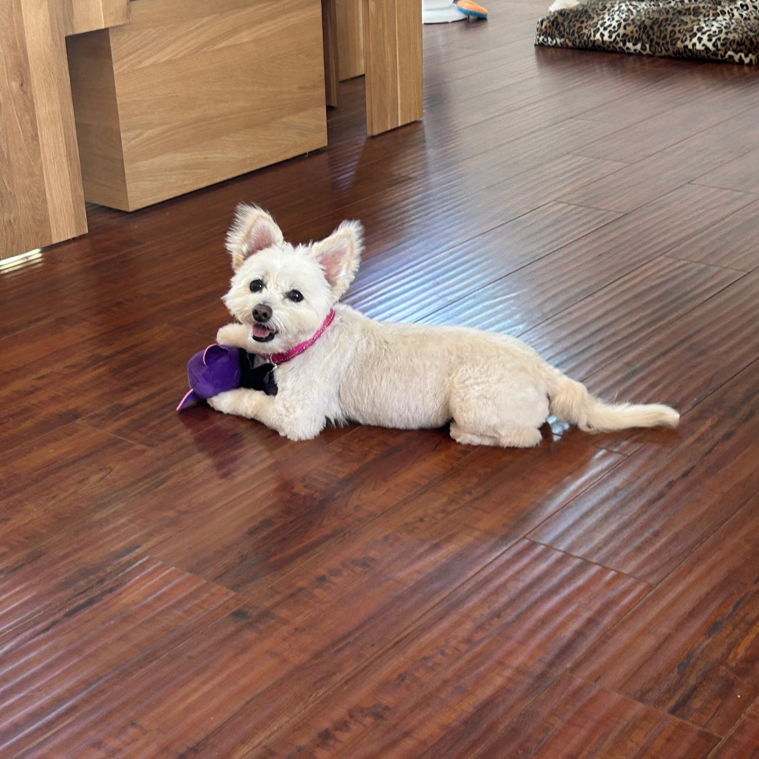 Enlarge Sophie, a Adoptable mixed breed in Los Angeles, CA image 4/6