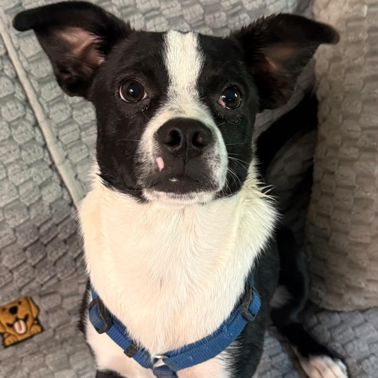 Enlarge Benjimin, a Adopted Boston Terrier in Hop Bottom, PA image 1/2
