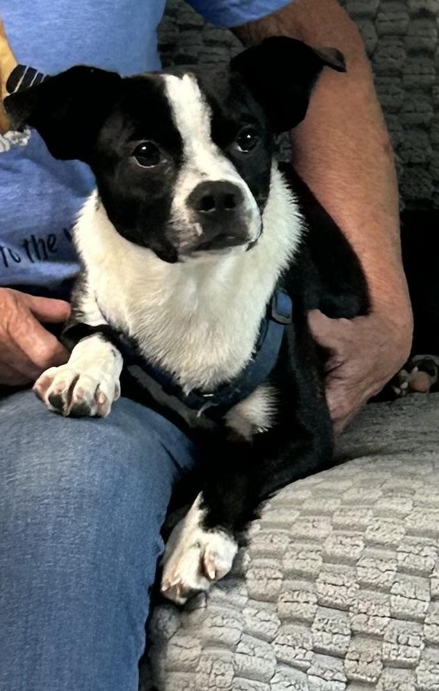 Enlarge Benjimin, a Adopted Boston Terrier in Hop Bottom, PA image 2/2