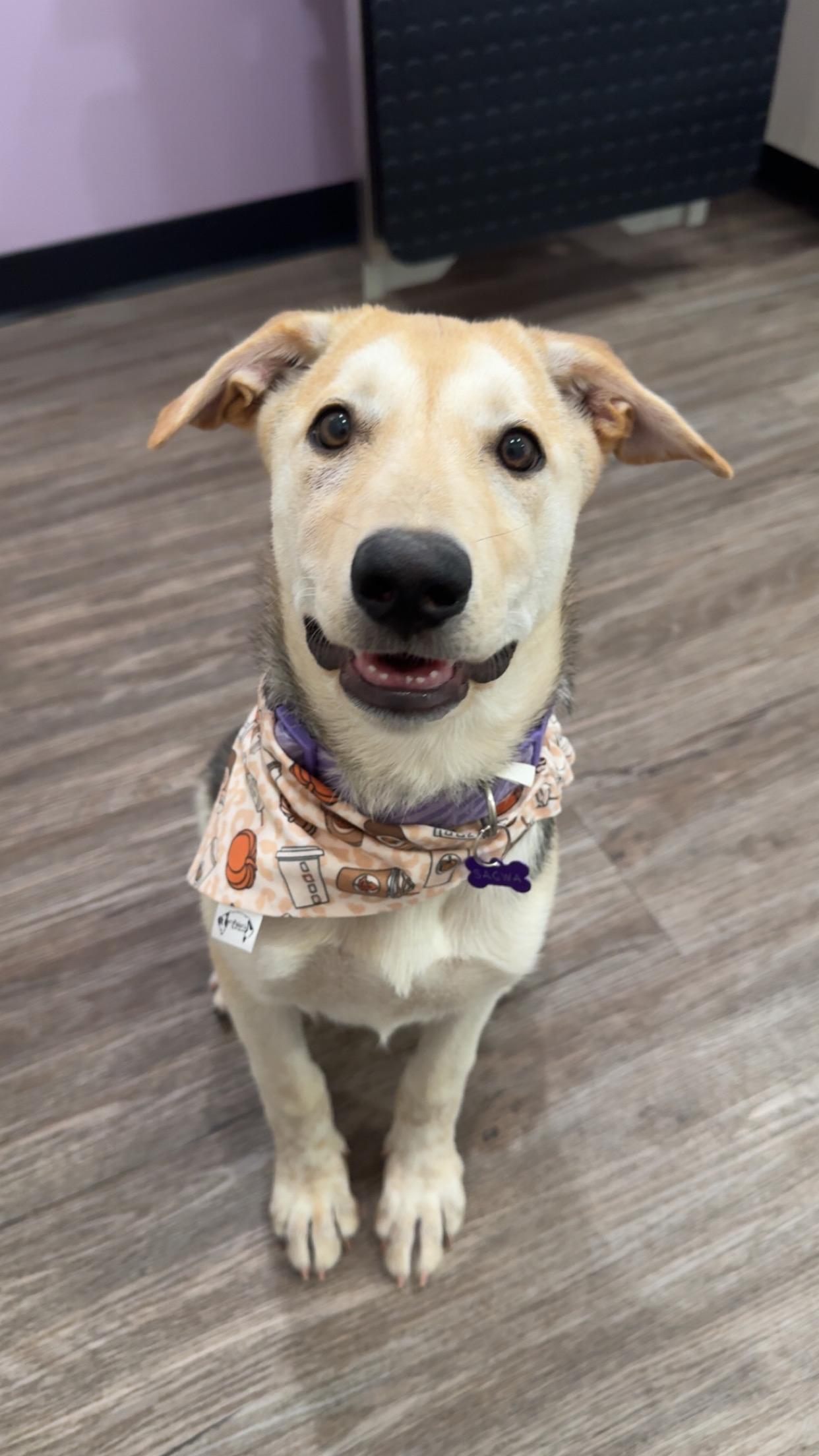 Sagwa, an adoptable Mixed Breed in Saskatoon, SK, S7H 0W2 | Photo Image 2