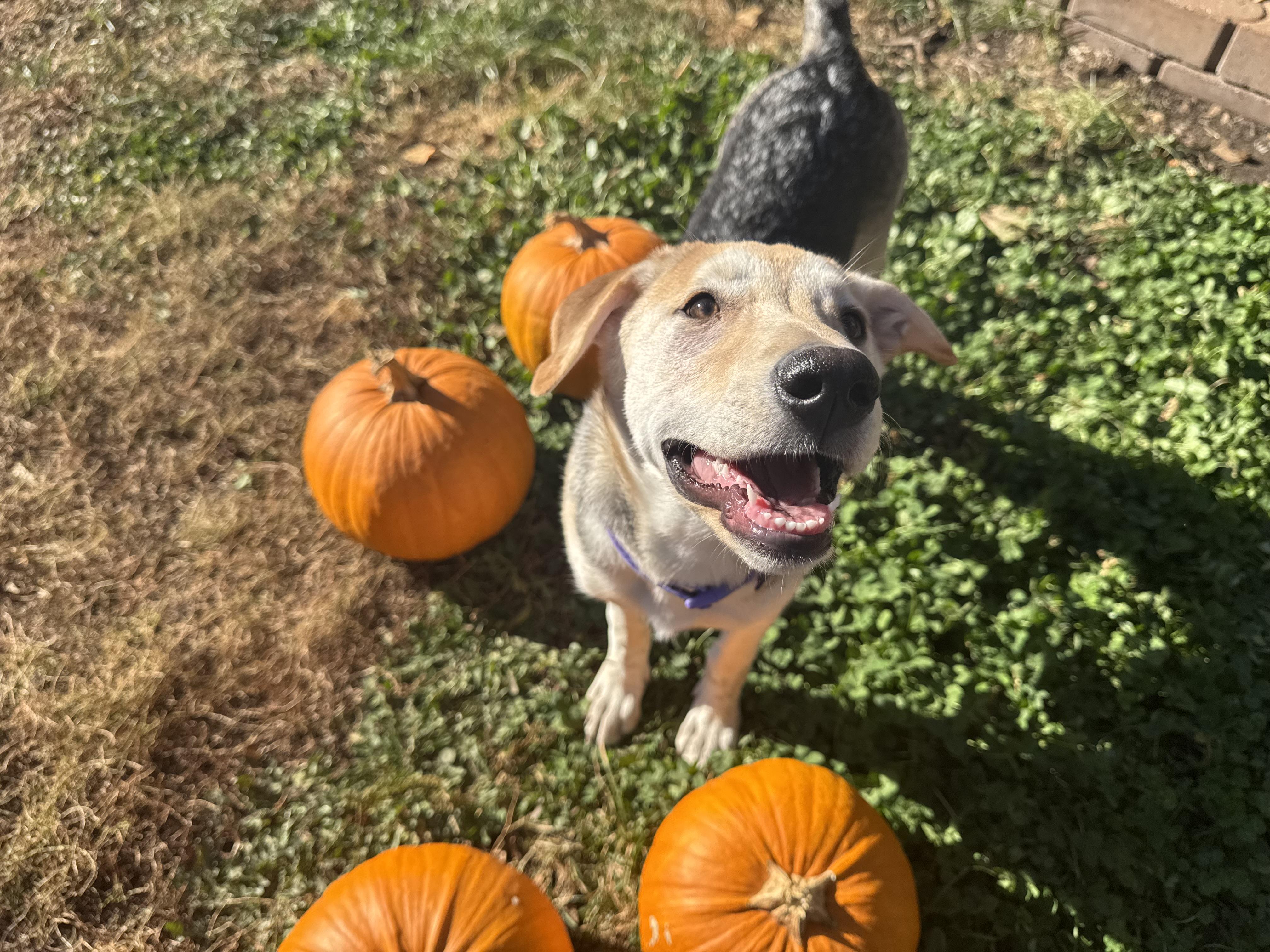 Sagwa, an adoptable Mixed Breed in Saskatoon, SK, S7H 0W2 | Photo Image 1