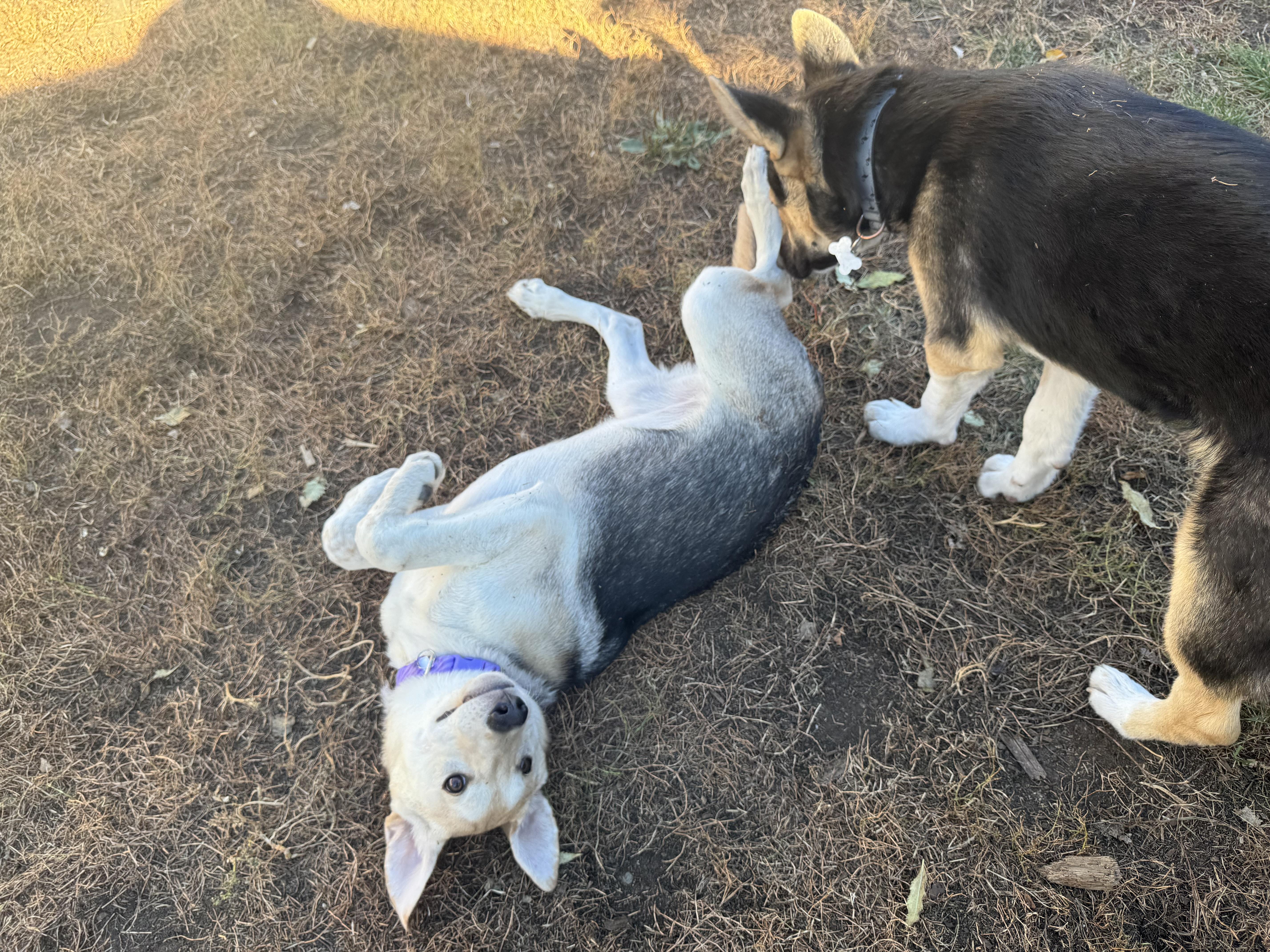Sagwa, an adoptable Mixed Breed in Saskatoon, SK, S7H 0W2 | Photo Image 3