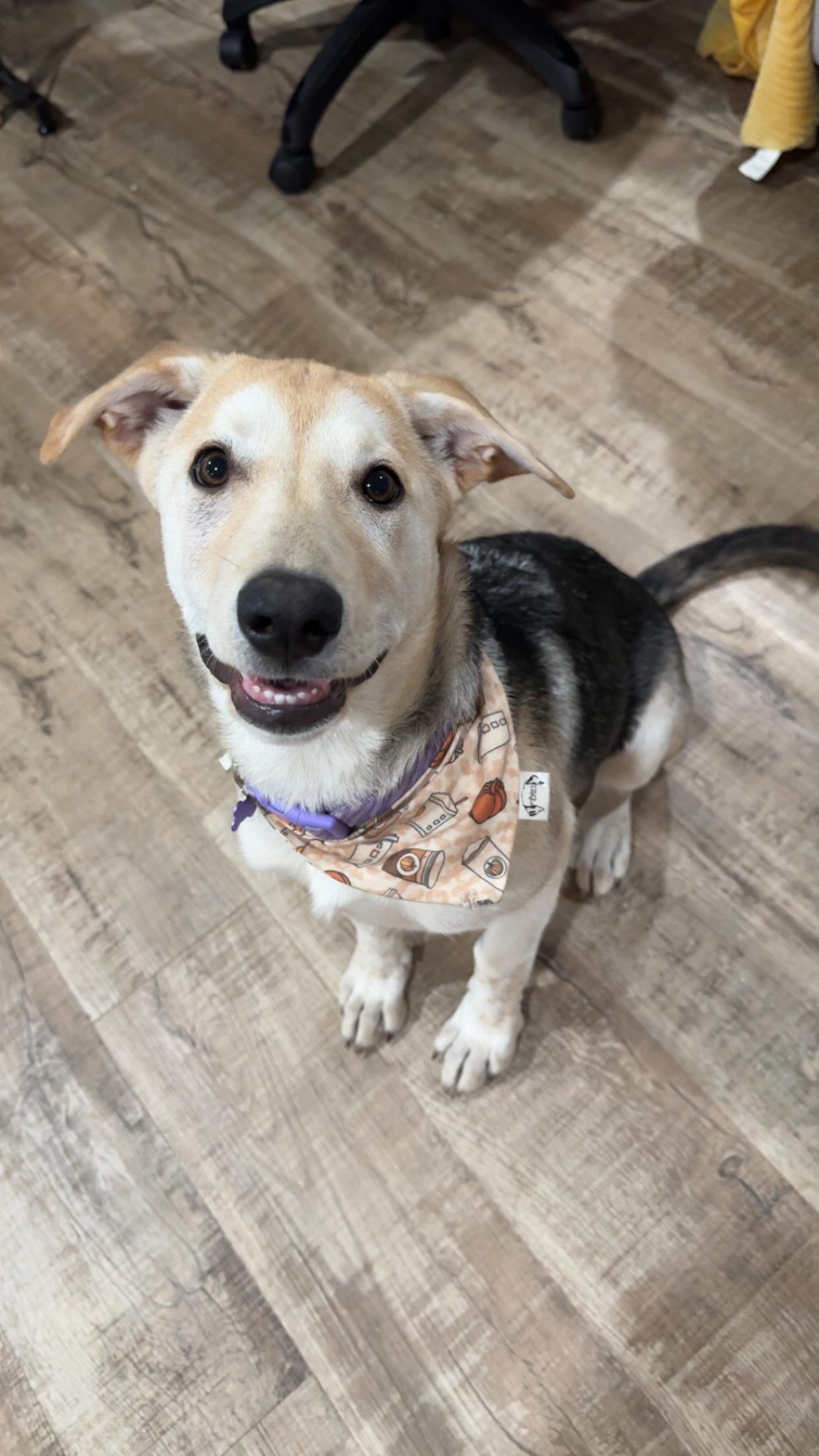 Sagwa, an adoptable Mixed Breed in Saskatoon, SK, S7H 0W2 | Photo Image 4