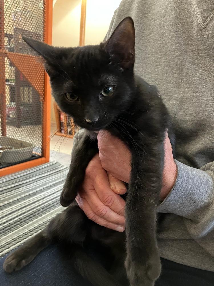 Ninny, Adoptable, Kitten Female Domestic Short Hair.