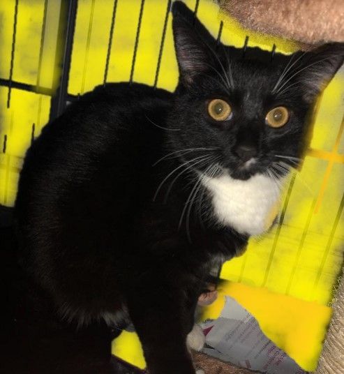 Spazzy, Adoptable, Young Female Domestic Short Hair.