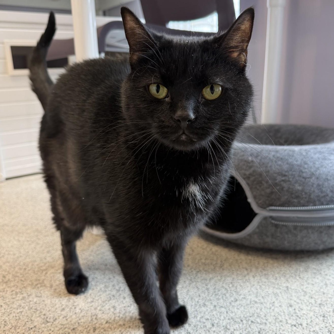 Enlarge Daisy, a ADOPTABLE Domestic Short Hair in Cooperstown, NY image 3/3