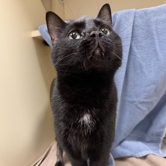 Enlarge Daisy, a ADOPTABLE Domestic Short Hair in Cooperstown, NY image 2/3