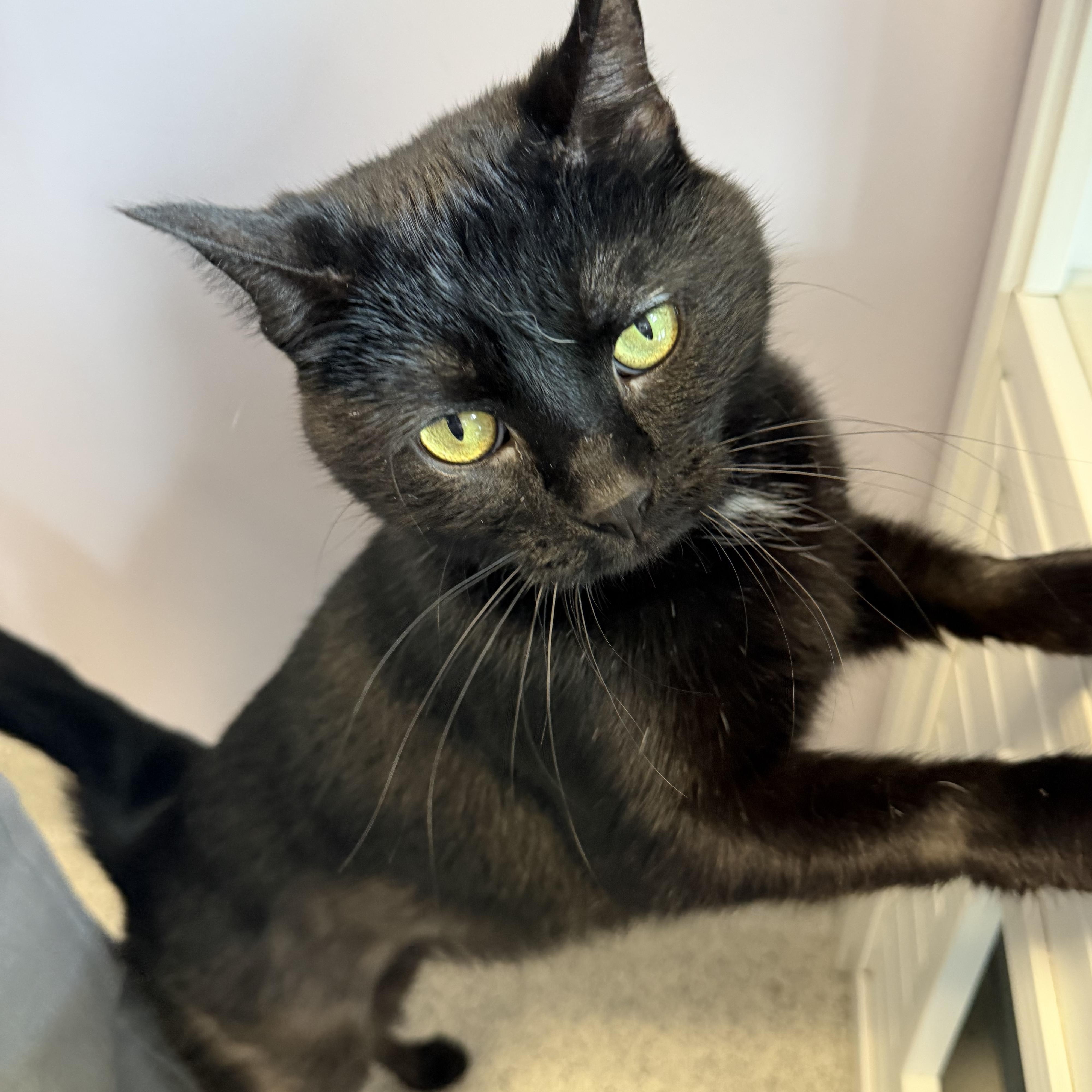 Daisy, ADOPTABLE, Adult Female Domestic Short Hair.