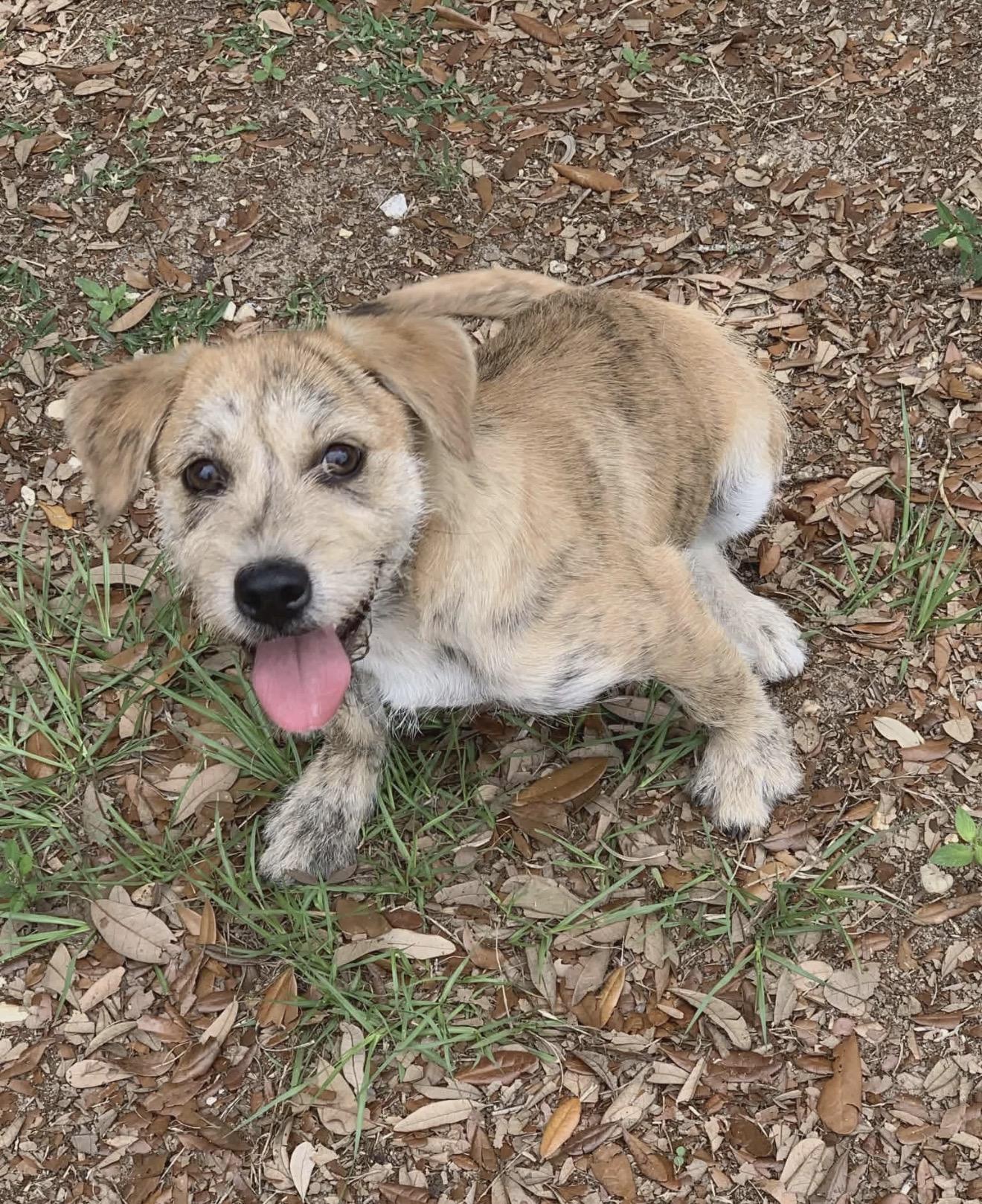 Lorenzo, ADOPTABLE, Puppy Male Terrier.