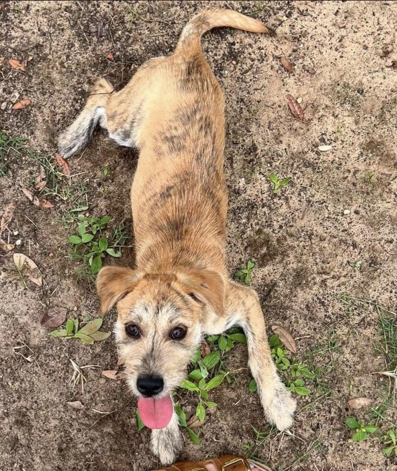 Lorenzo, a ADOPTABLE mixed breed in Milton, FL image 2/3