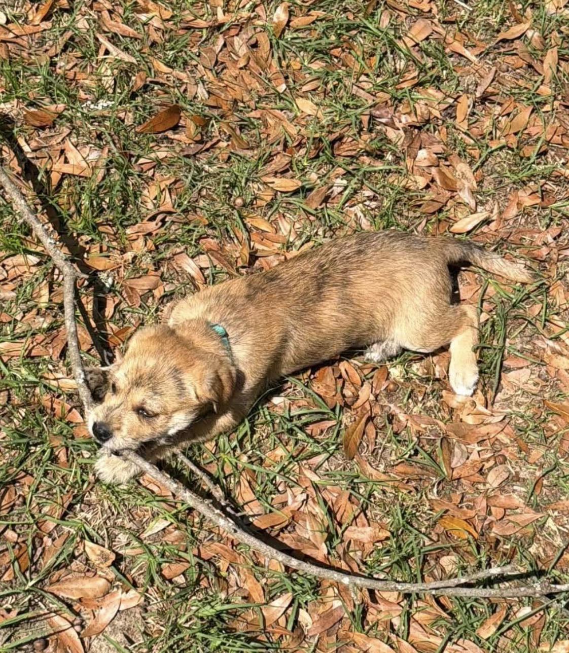 Lorenzo, a ADOPTABLE mixed breed in Milton, FL image 3/3