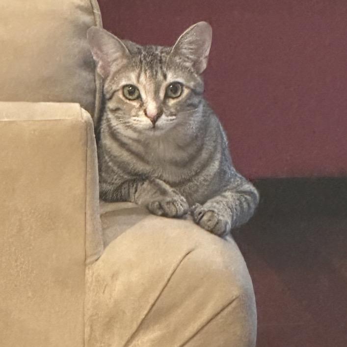 Sandy (adopt with Zuko), Adoptable, Young Female Domestic Short Hair.