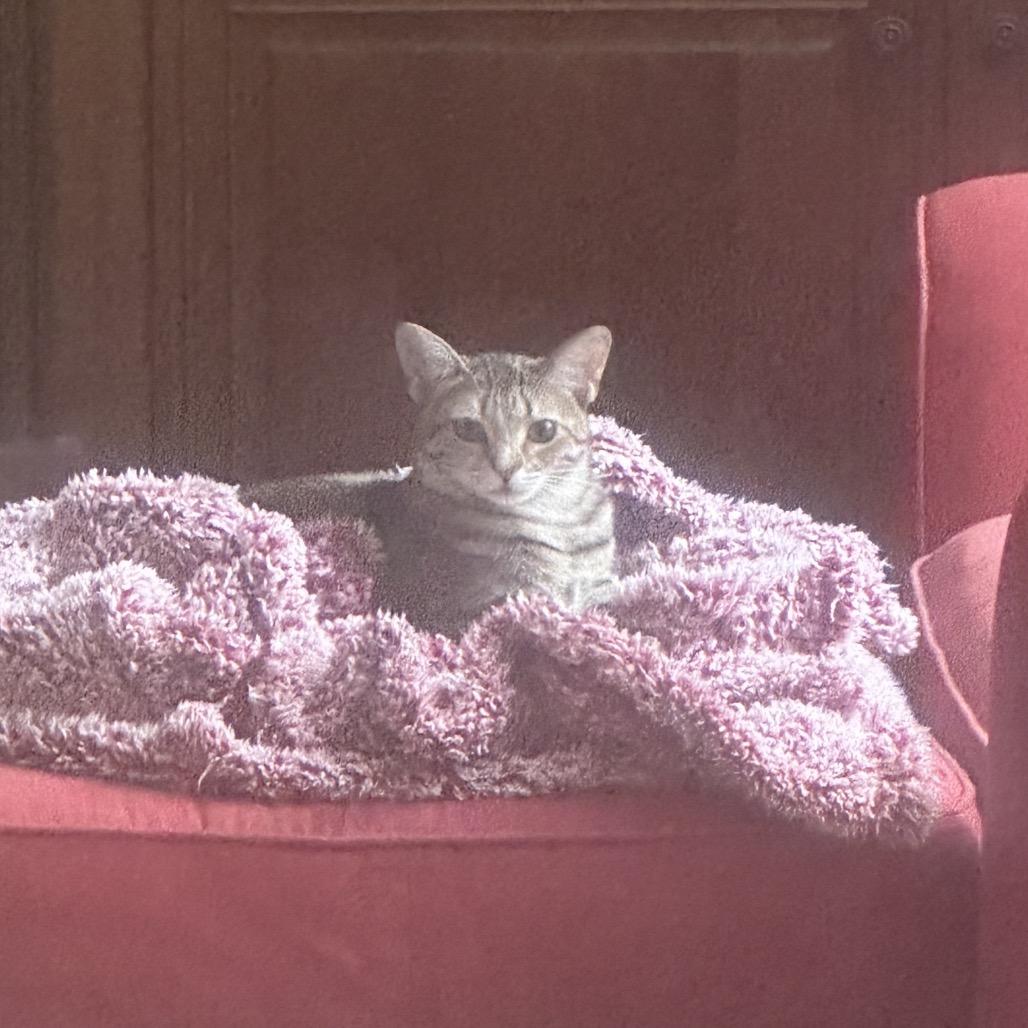 Enlarge Sandy (adopt with Zuko), a Adoptable Domestic Short Hair in Fayetteville, GA image 2/2