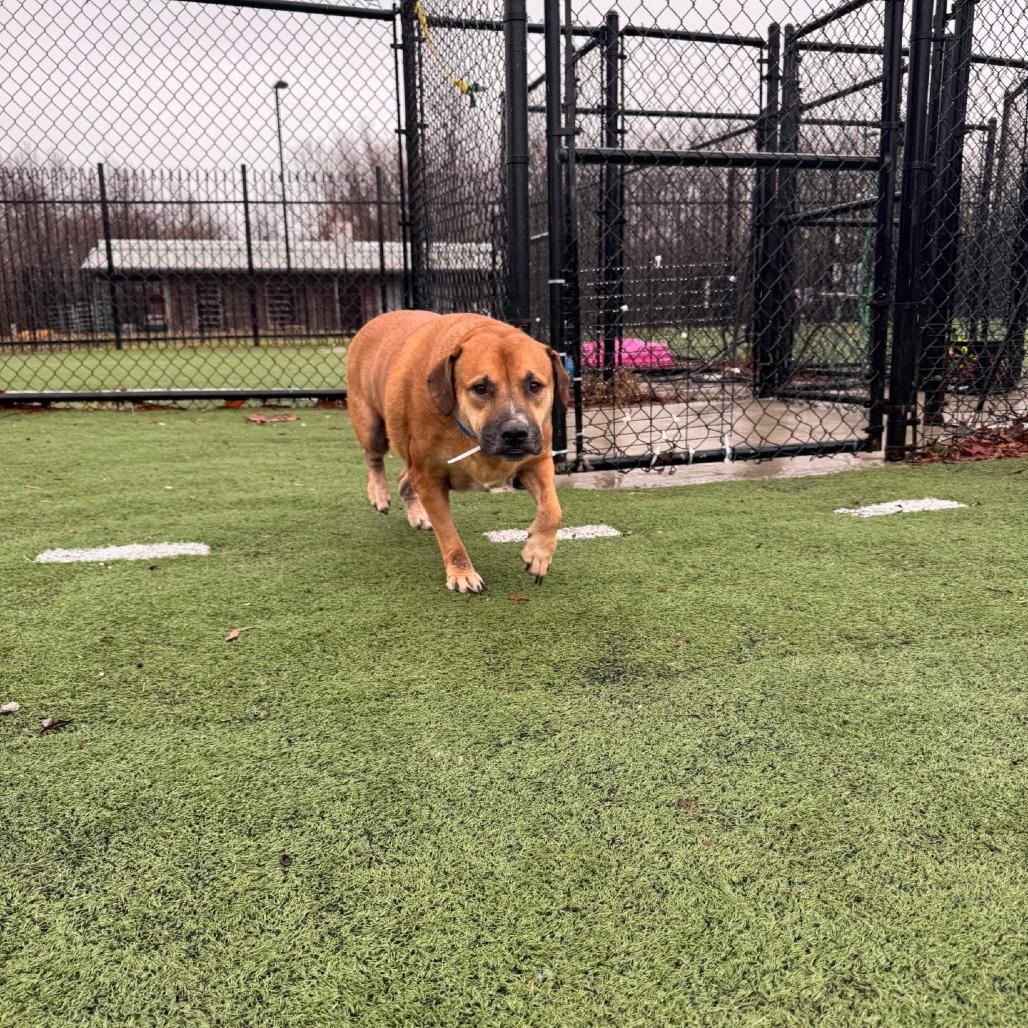 Tyson, Adoptable, Senior Male Labrador Retriever & Pit Bull Terrier.
